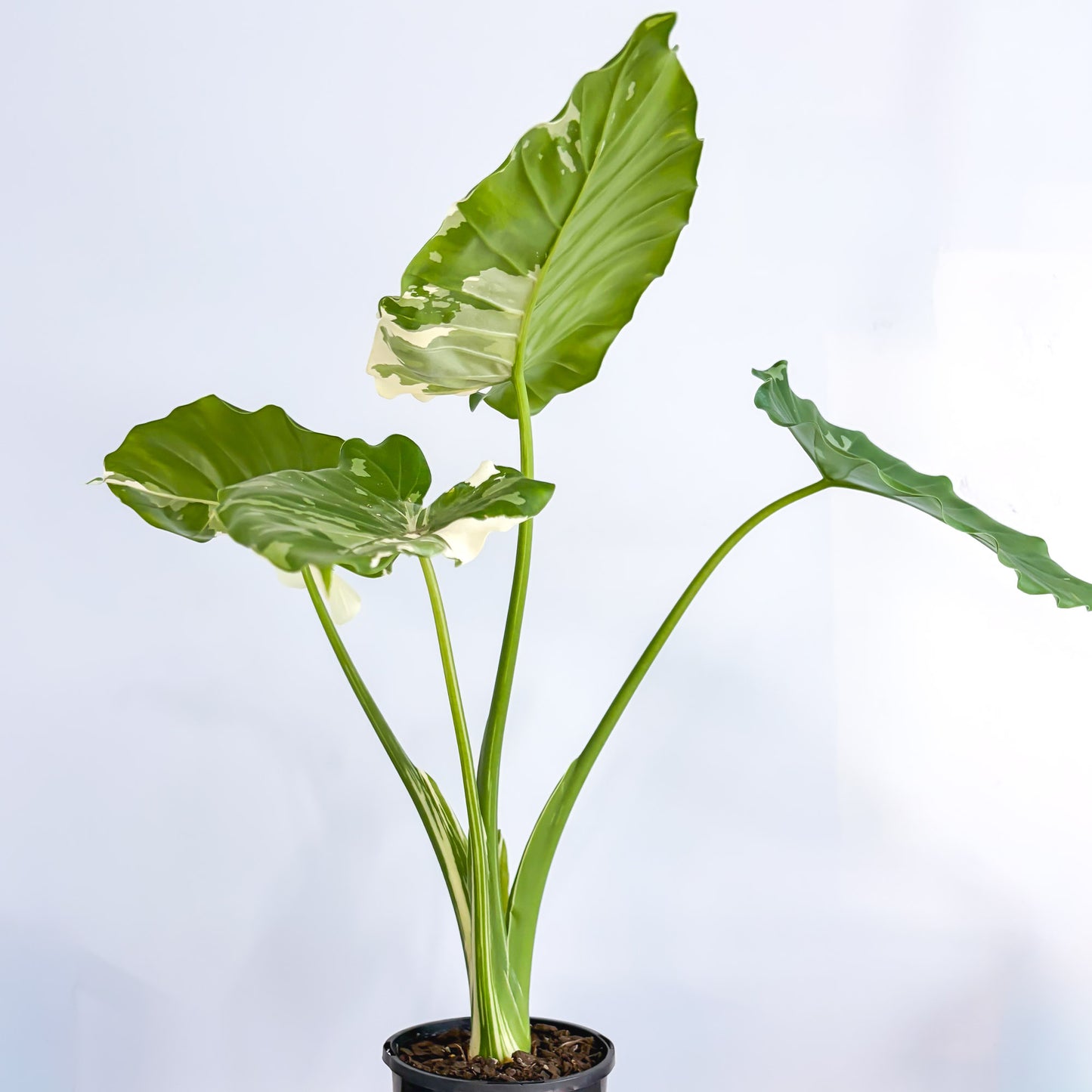 Alocasia Okinawa Silver | The Plant Boys