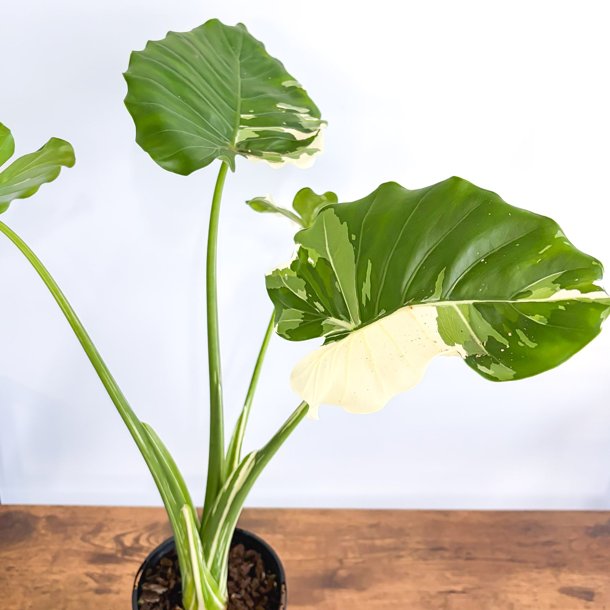 Alocasia Okinawa Silver – The Plant Boys