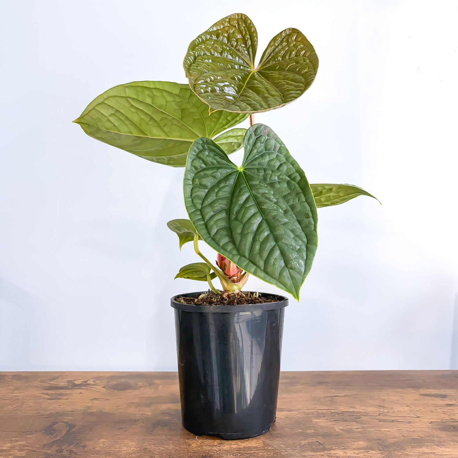 anthurium radicans australia Anthurium Luxurians – The Plant Boys