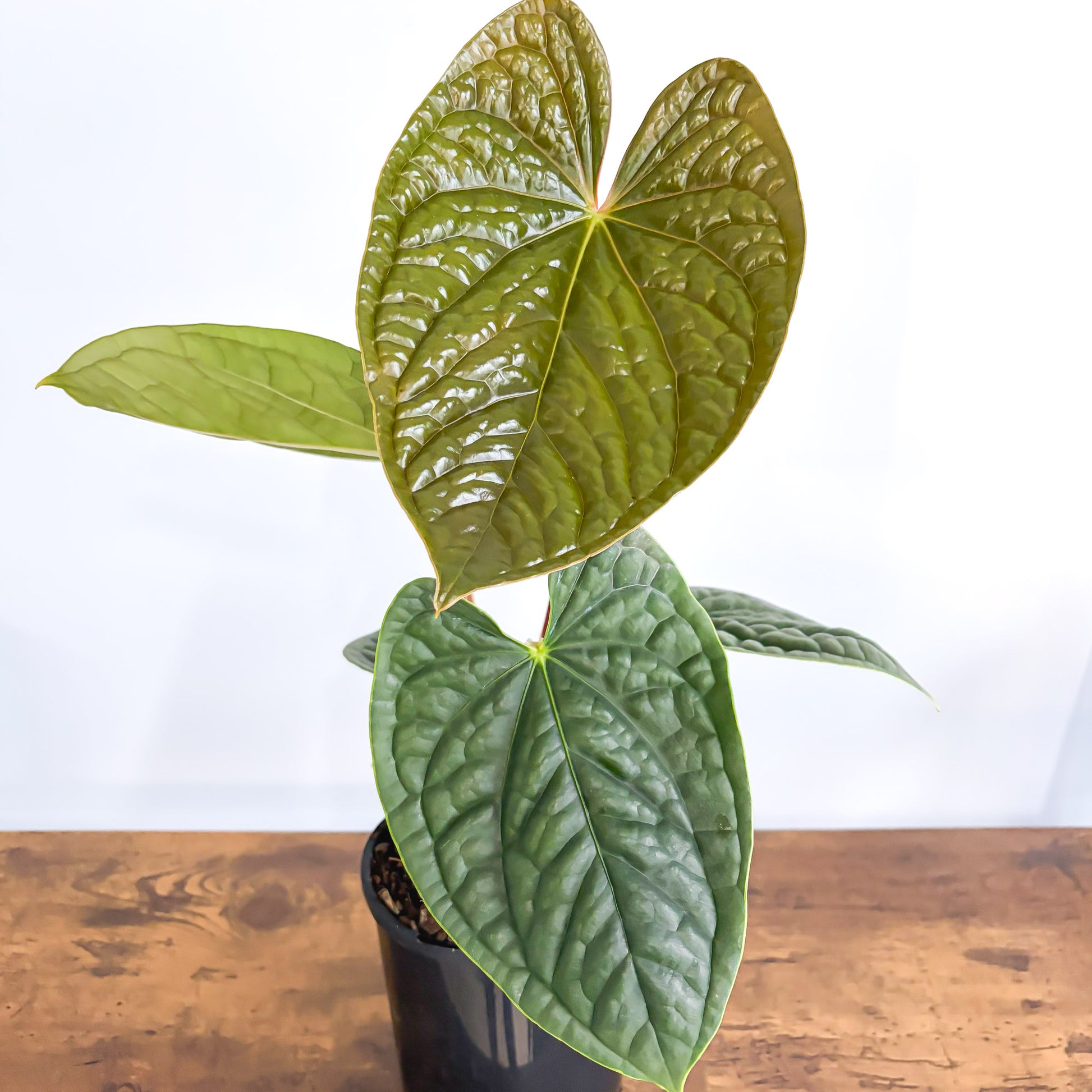 Anthurium Luxurians | The Plant Boys