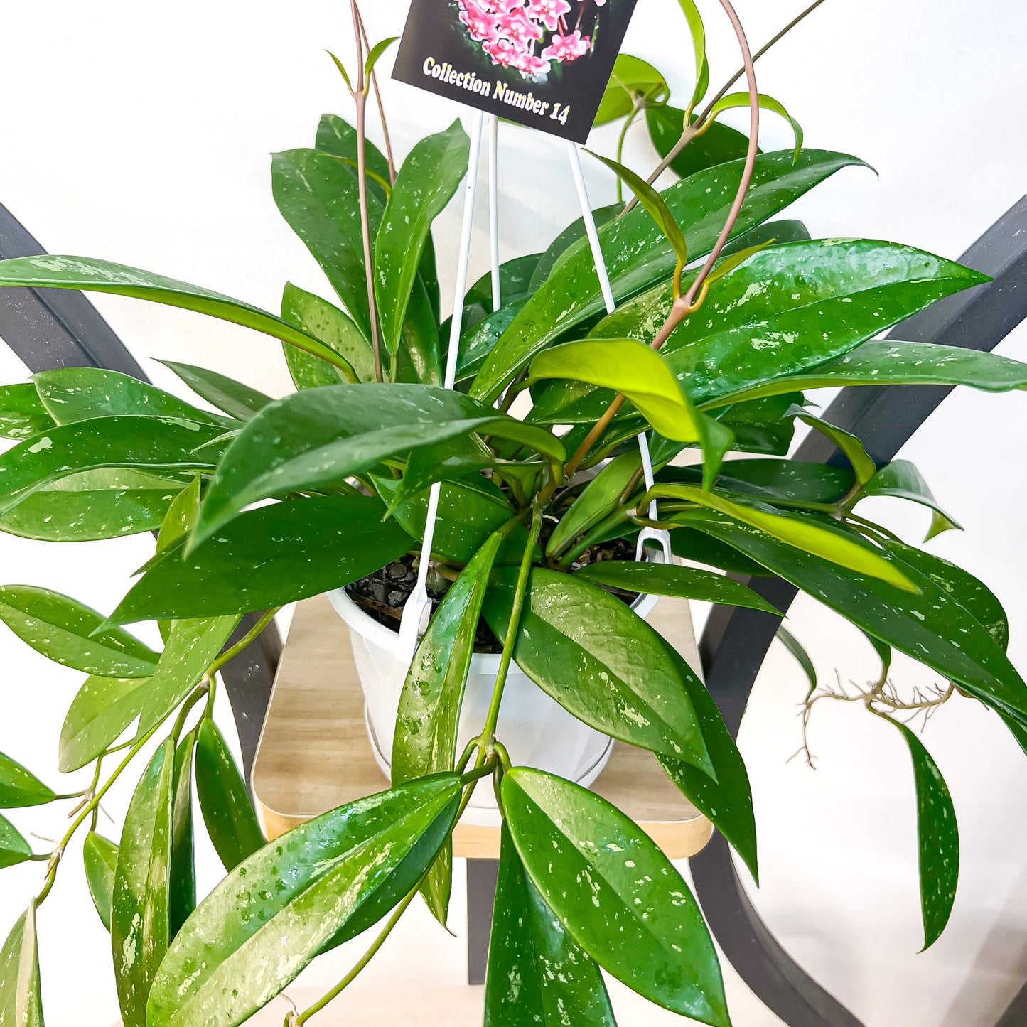 Hoya Silver Pink | The Plant Boys