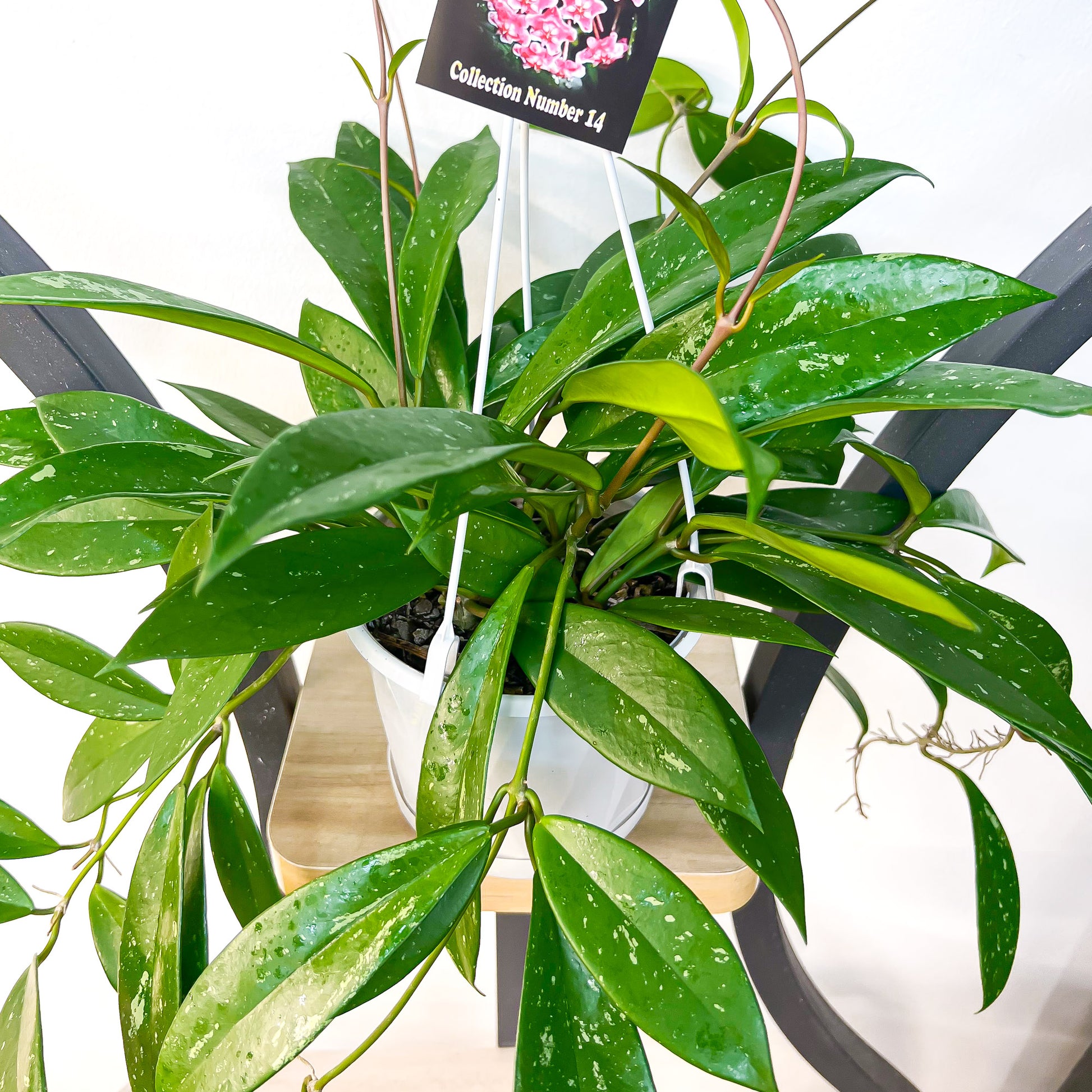 Hoya Silver Pink | The Plant Boys