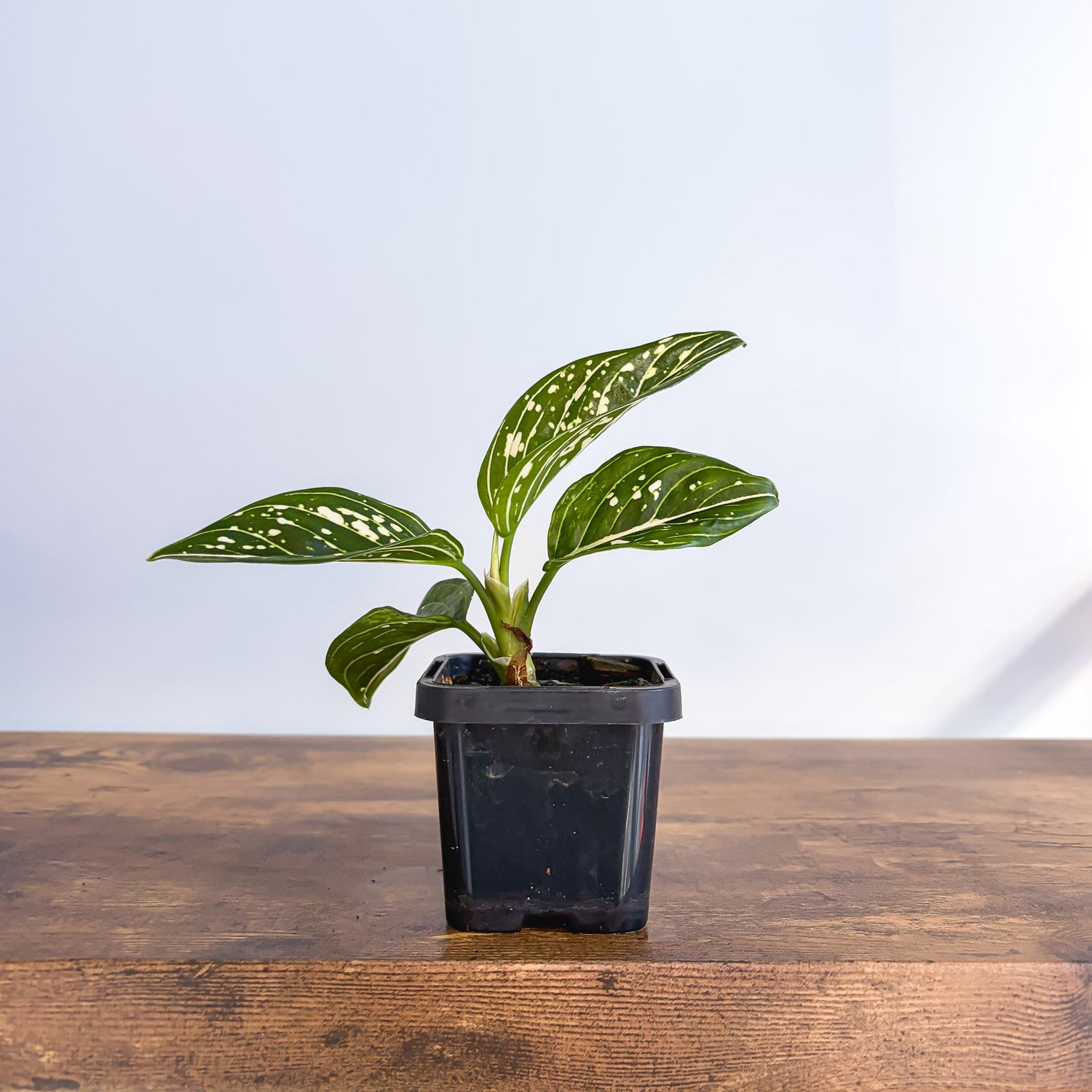 aglaonema toms pride Aglaonema Tom's Pride – The Plant Boys