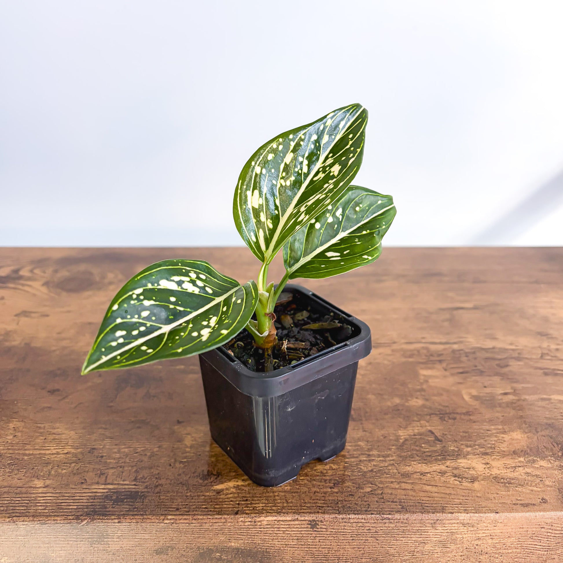 aglaonema toms pride Aglaonema Tom's Pride – The Plant Boys