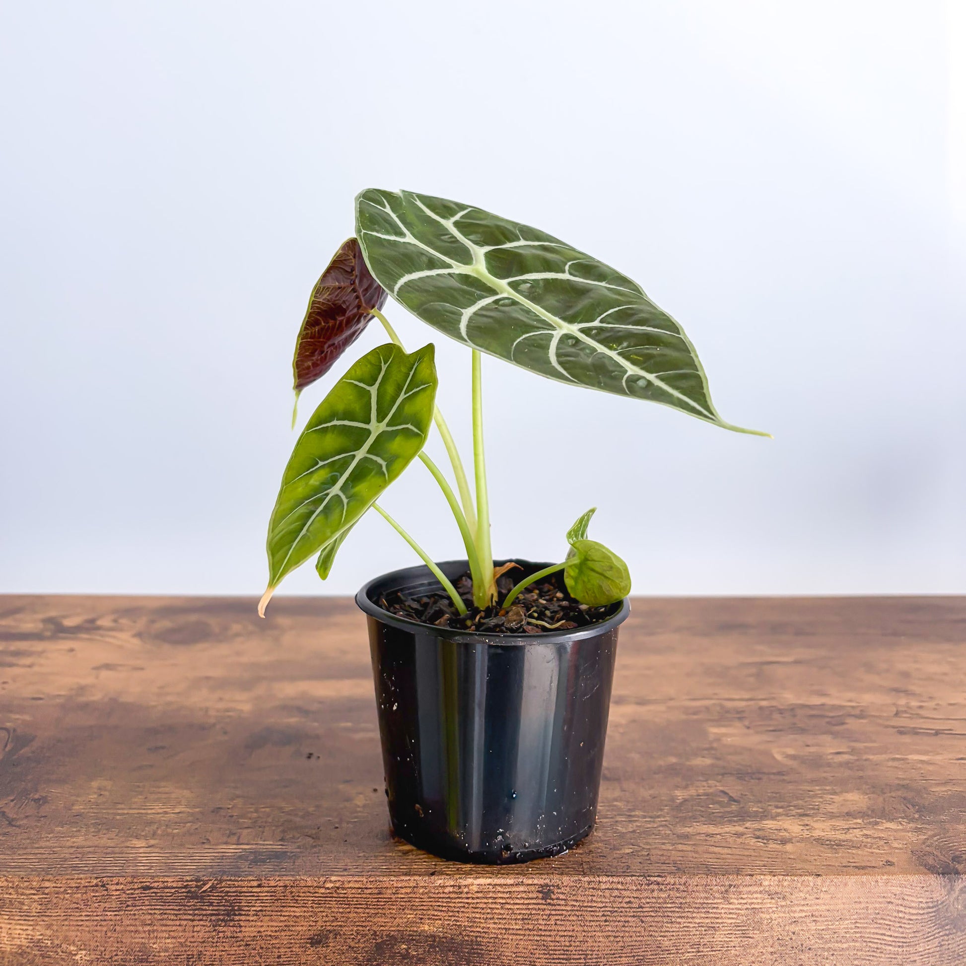 Alocasia Mirror Watsoniana Pixie product photo 1