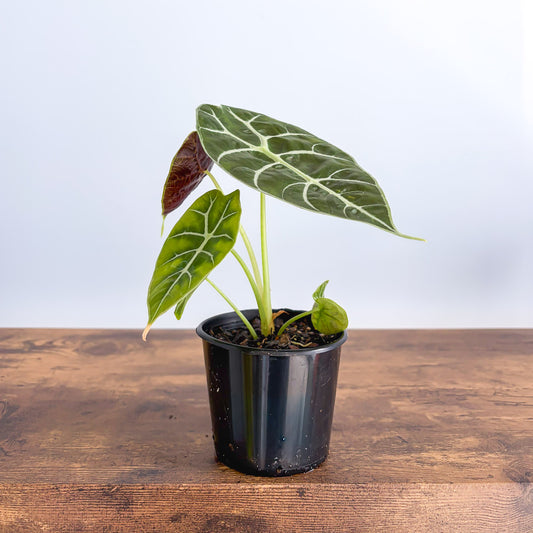 Alocasia Mirror Watsoniana Pixie product photo 1