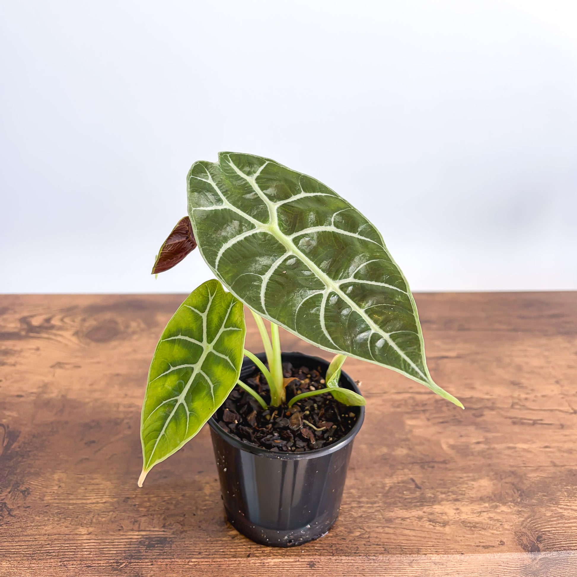 Alocasia Mirror Watsoniana Pixie product photo 2