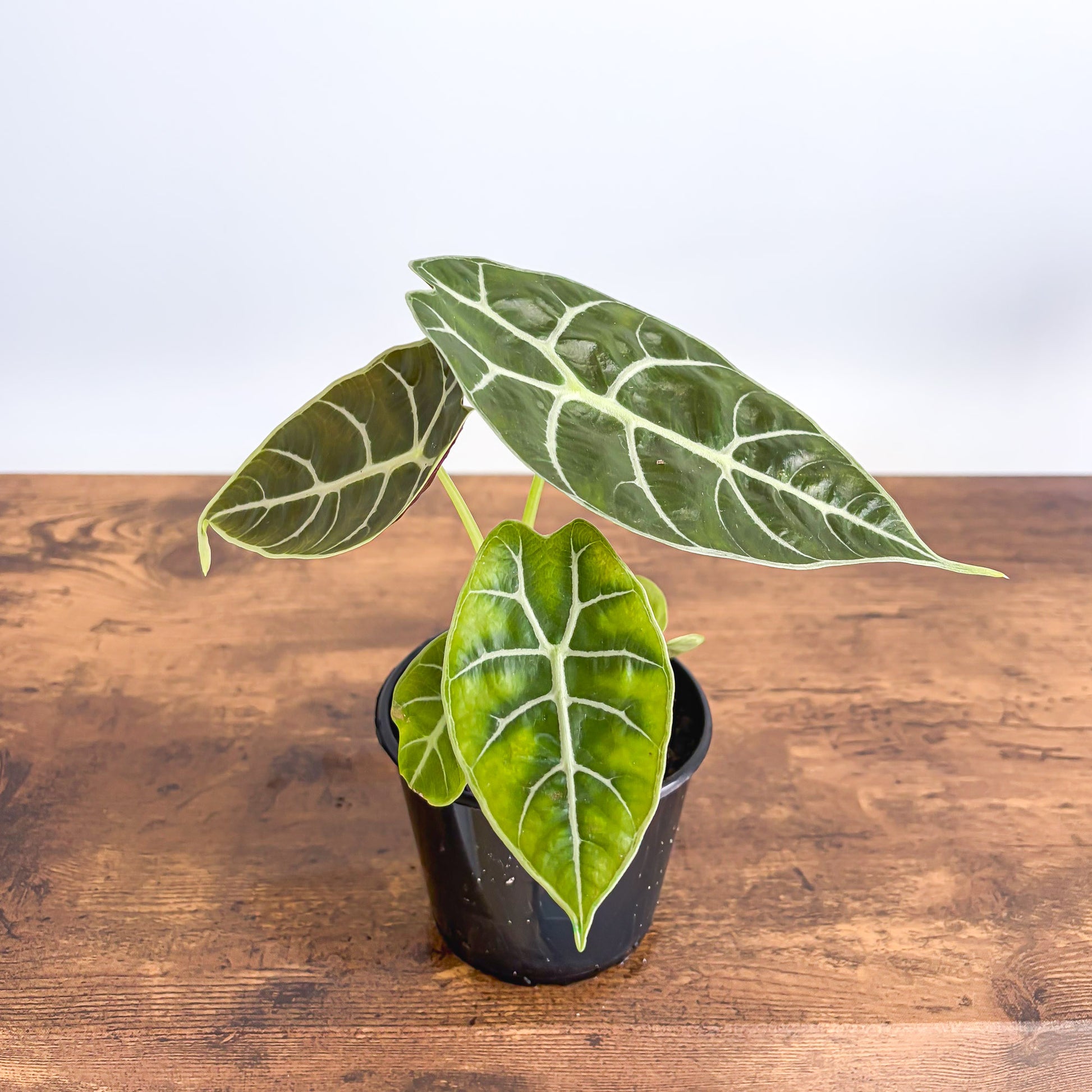 Alocasia Mirror Watsoniana Pixie product photo 3