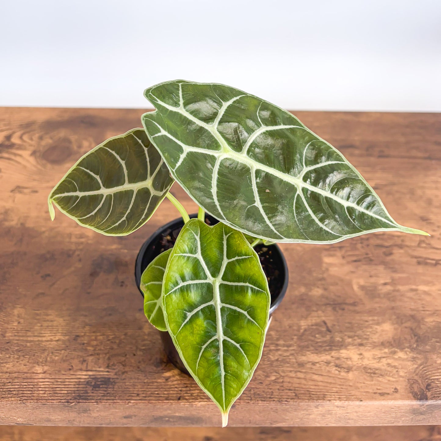 Alocasia Mirror Watsoniana Pixie product photo 4