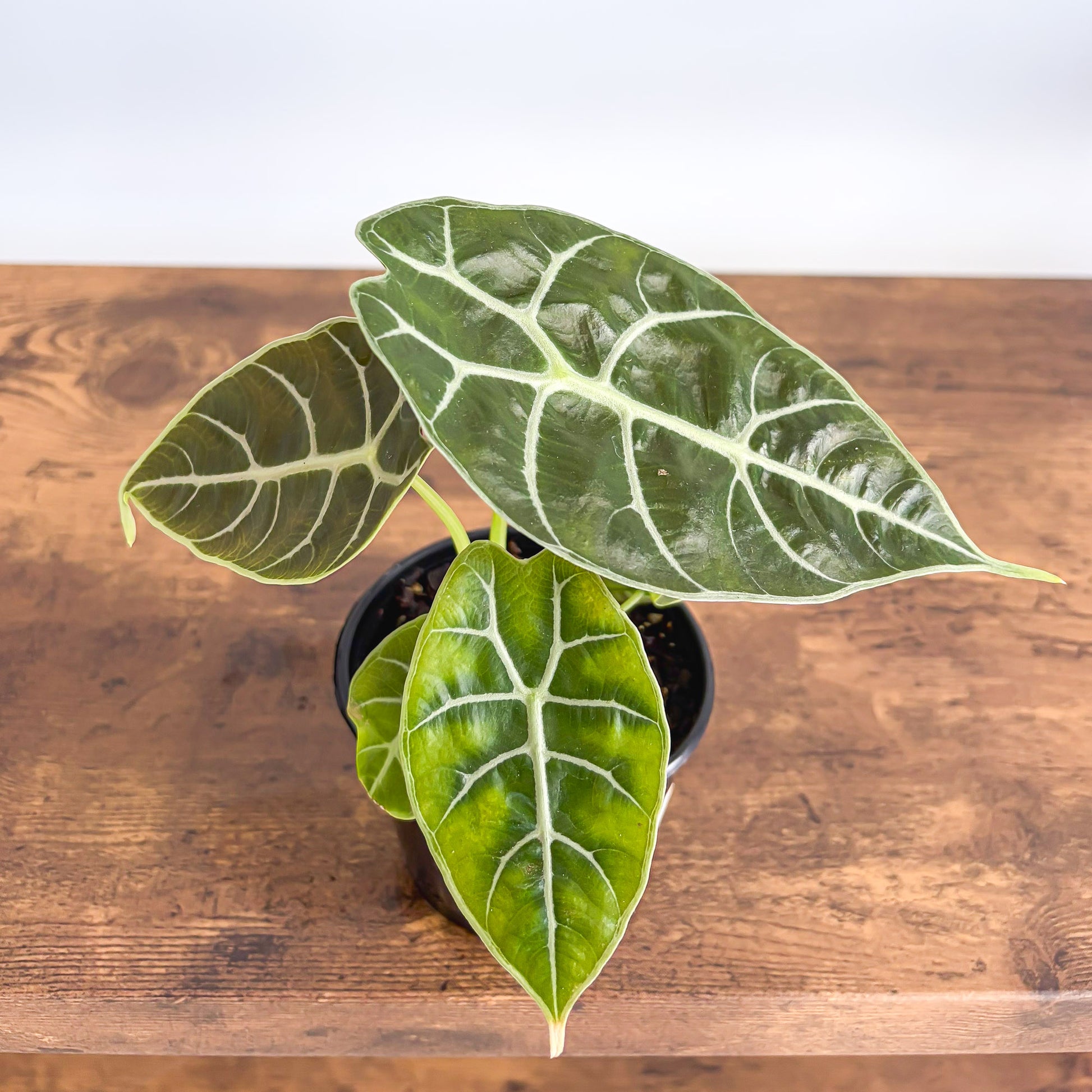 Alocasia Mirror Watsoniana Pixie product photo 4