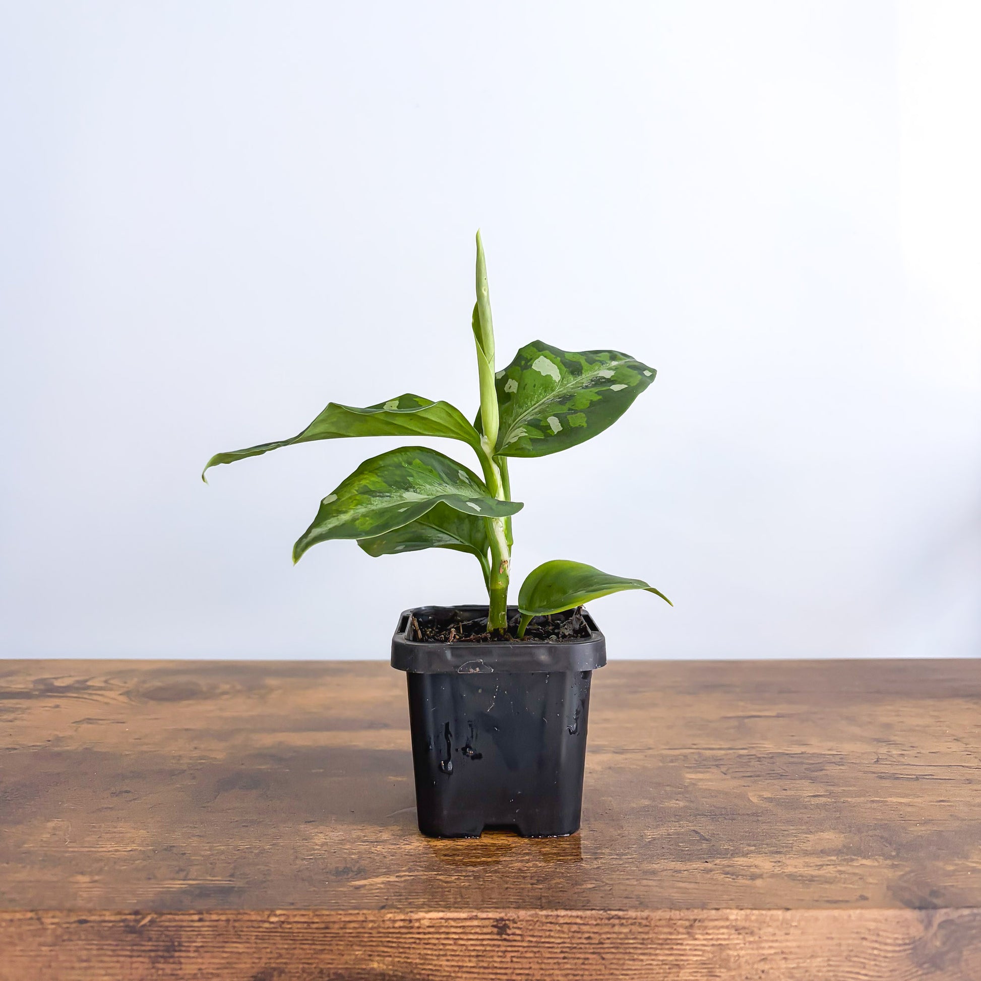 Aglaonema Pictum Tricolour product photo 1