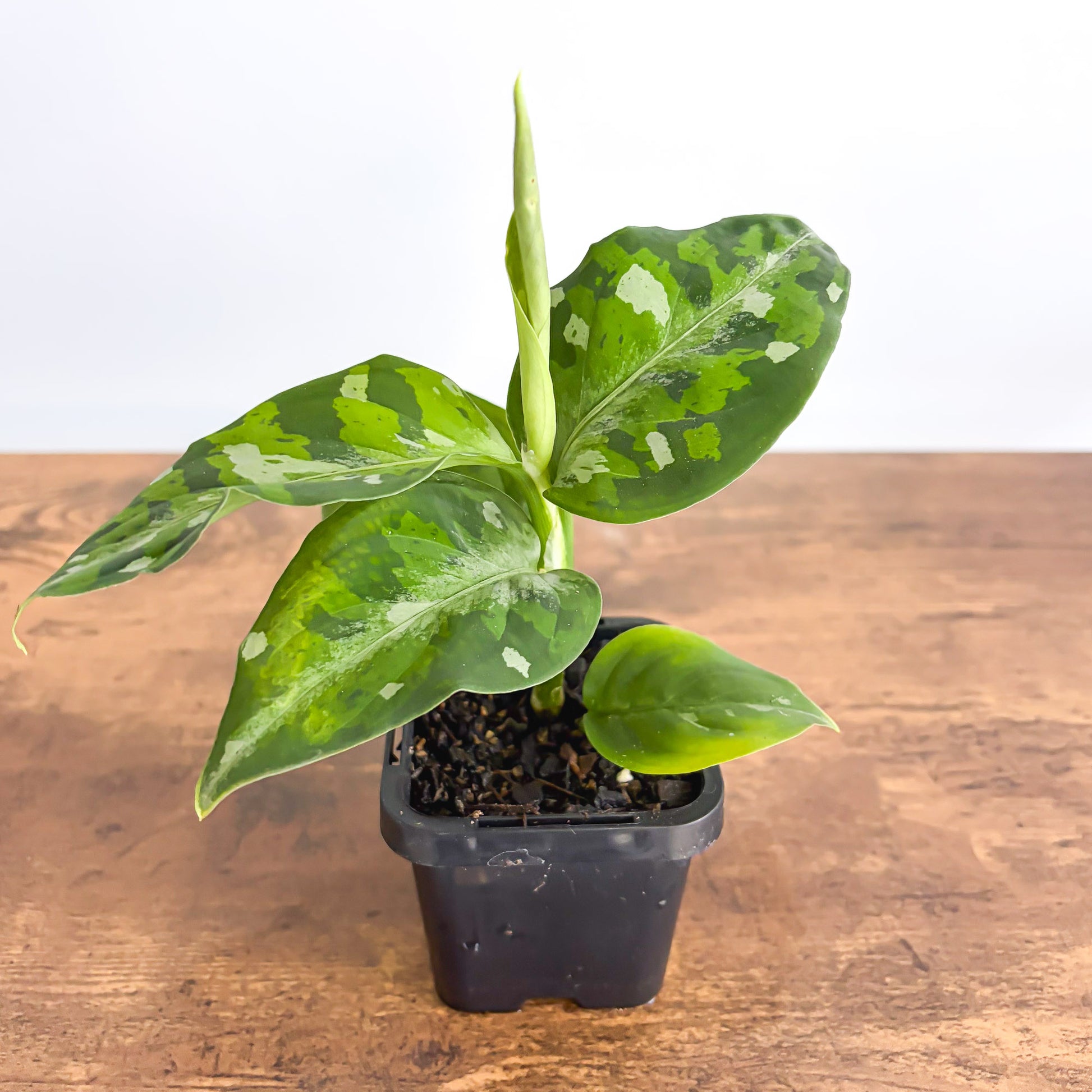 Aglaonema Pictum Tricolour product photo 2