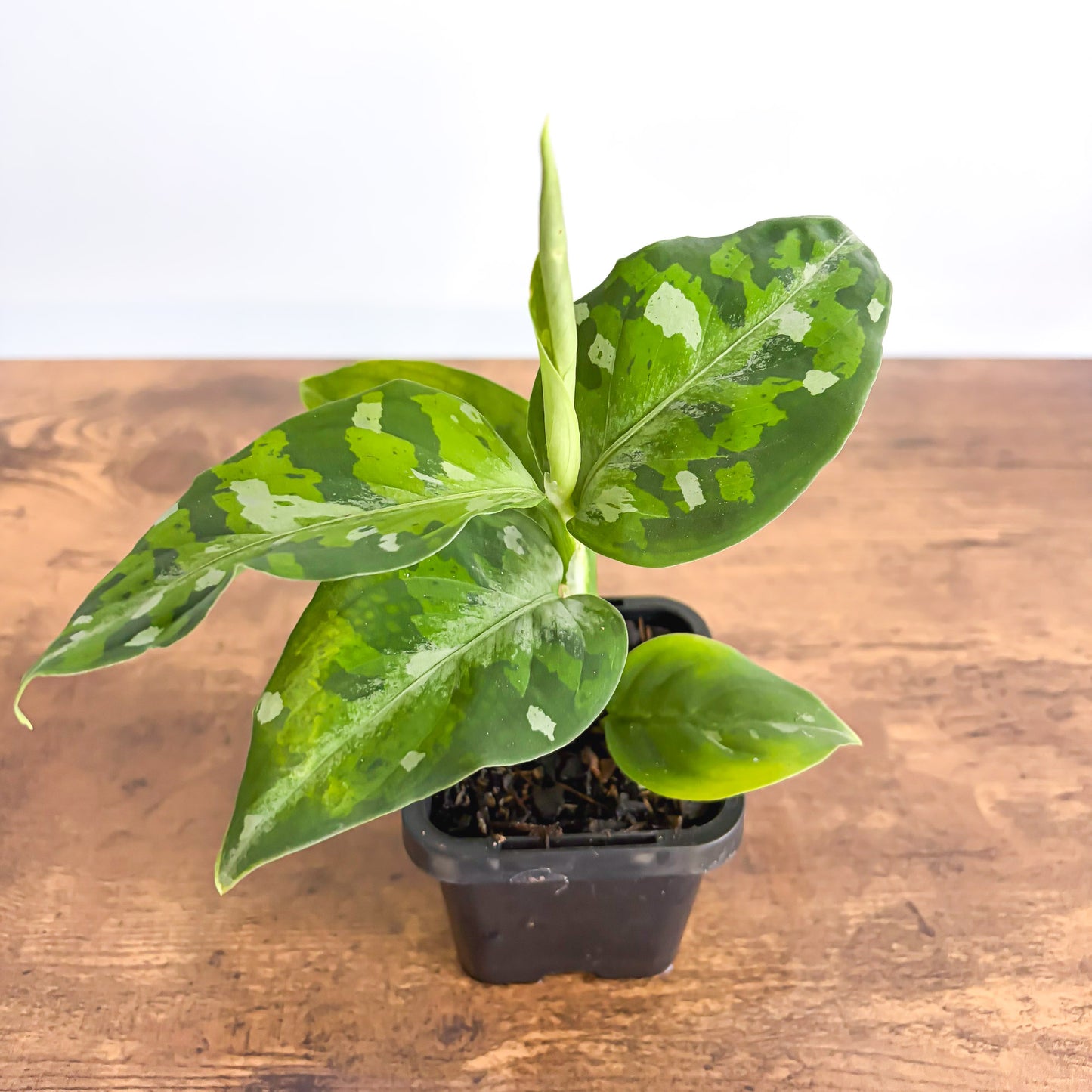 Aglaonema Pictum Tricolour product photo 3