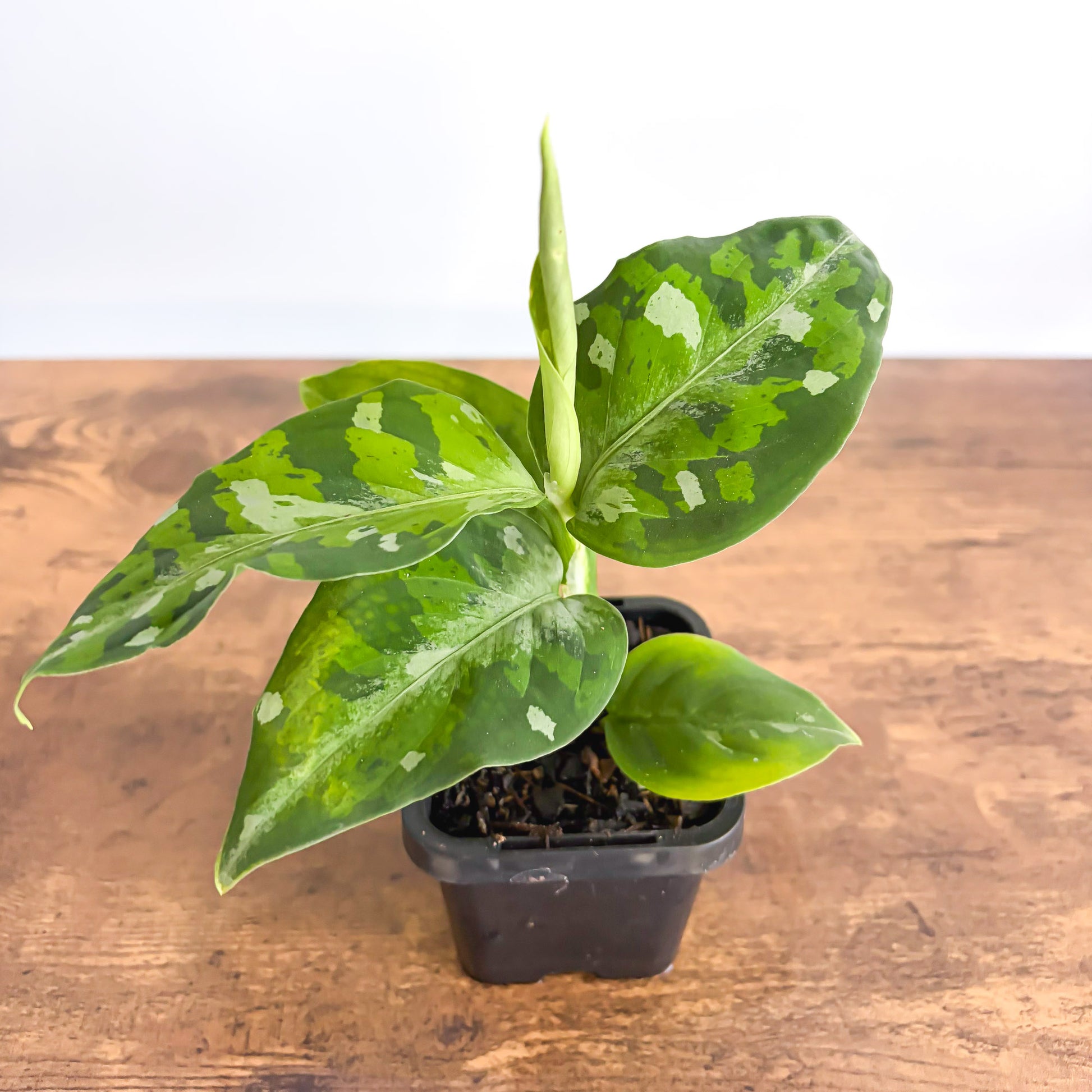 Aglaonema Pictum Tricolour product photo 3