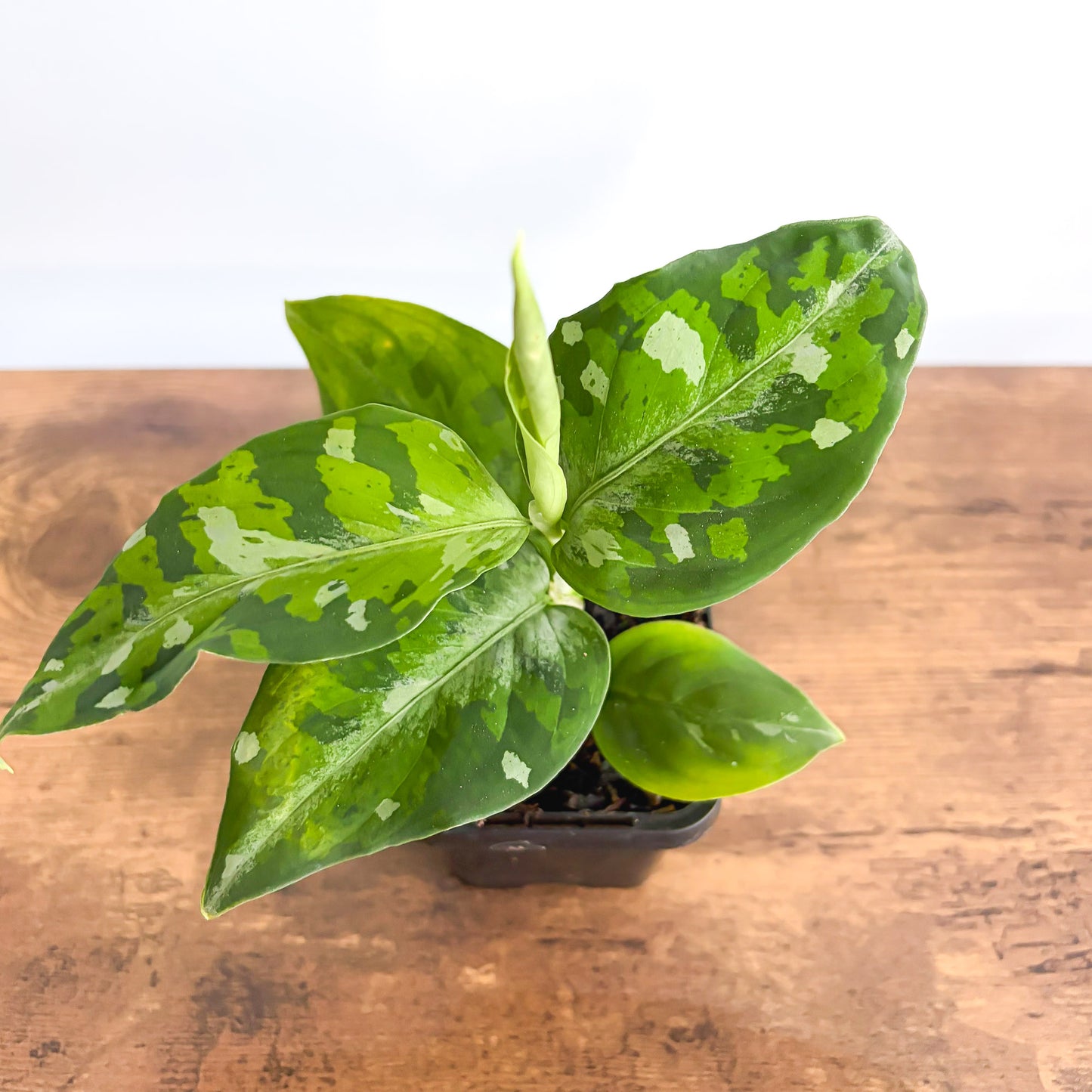 Aglaonema Pictum Tricolour product photo 4