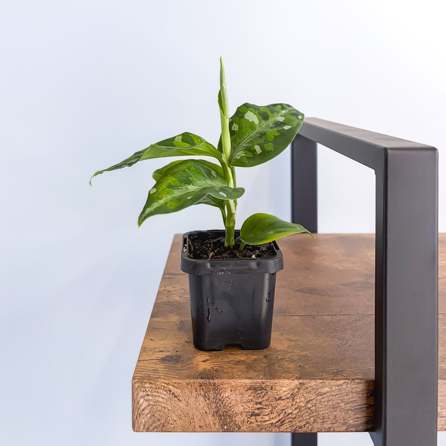 Aglaonema Pictum Tricolour product photo 5