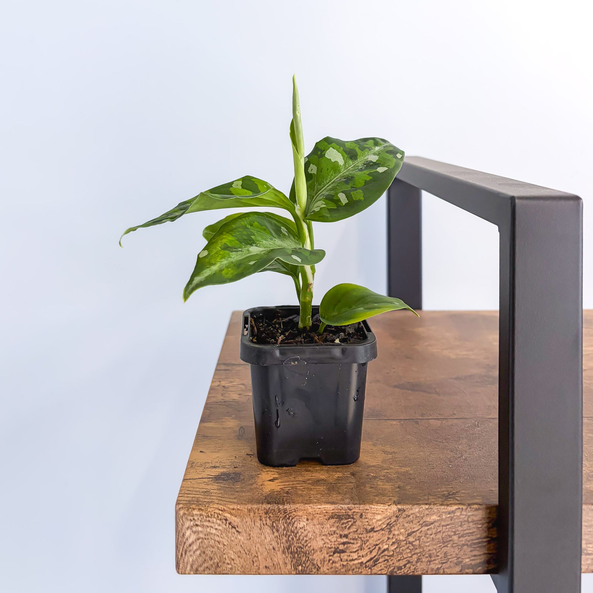 Aglaonema Pictum Tricolour product photo 5