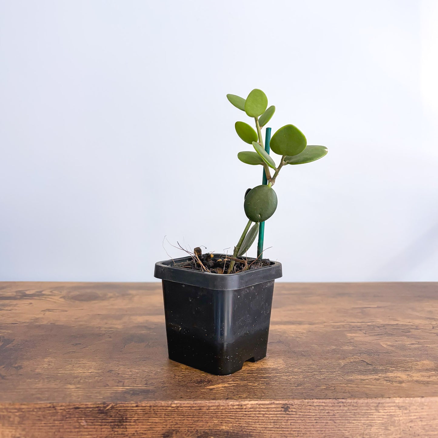Xerosicyos Danguyi Silver Dollar Vine product photo 1