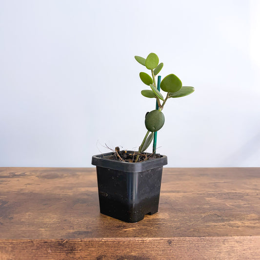 Xerosicyos Danguyi Silver Dollar Vine product photo 1