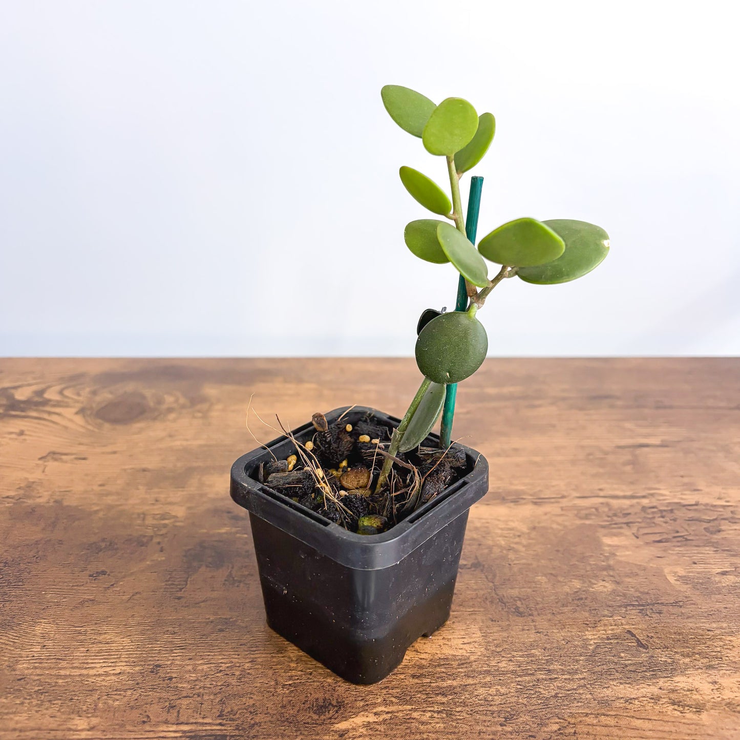 Xerosicyos Danguyi Silver Dollar Vine product photo 2