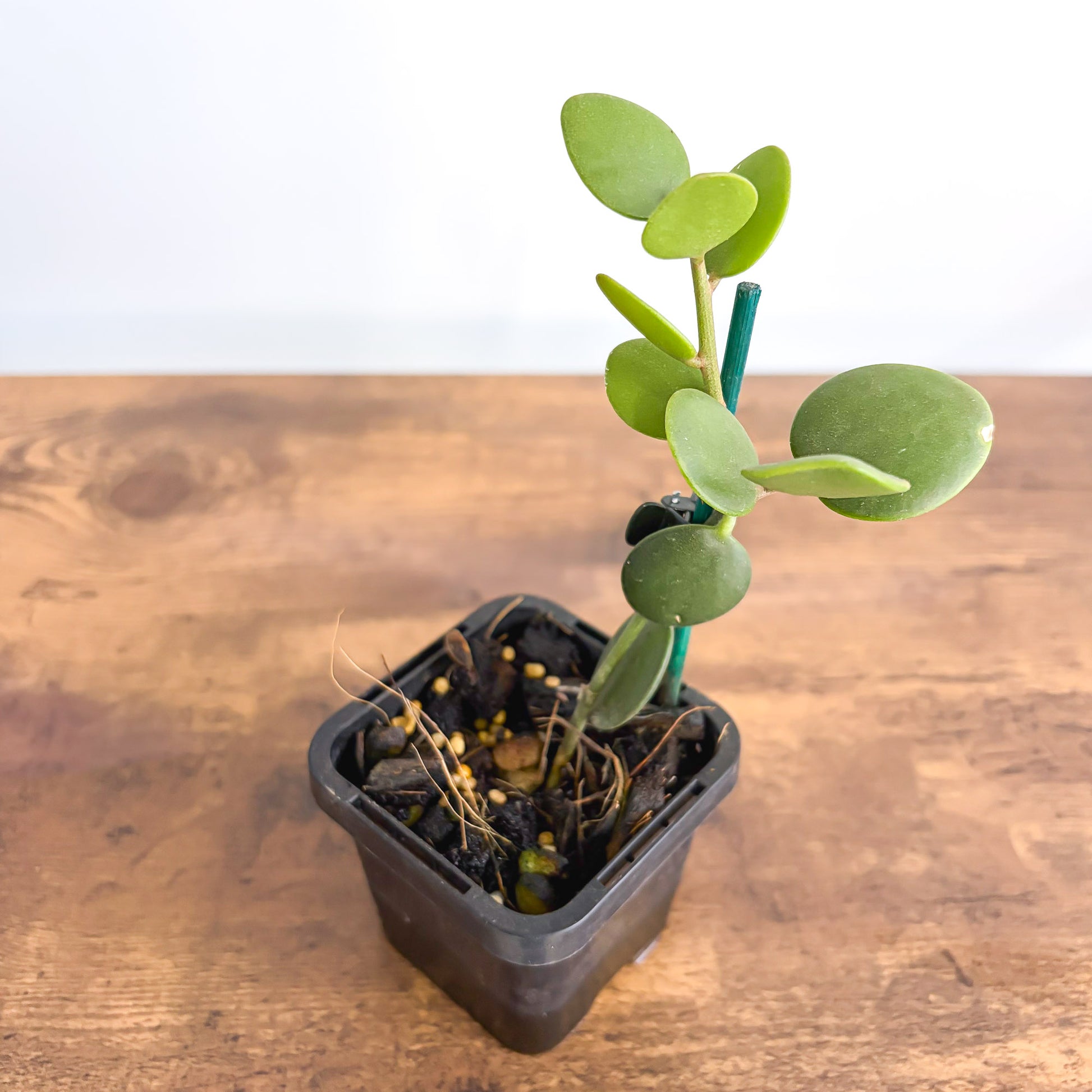 Xerosicyos Danguyi Silver Dollar Vine product photo 3