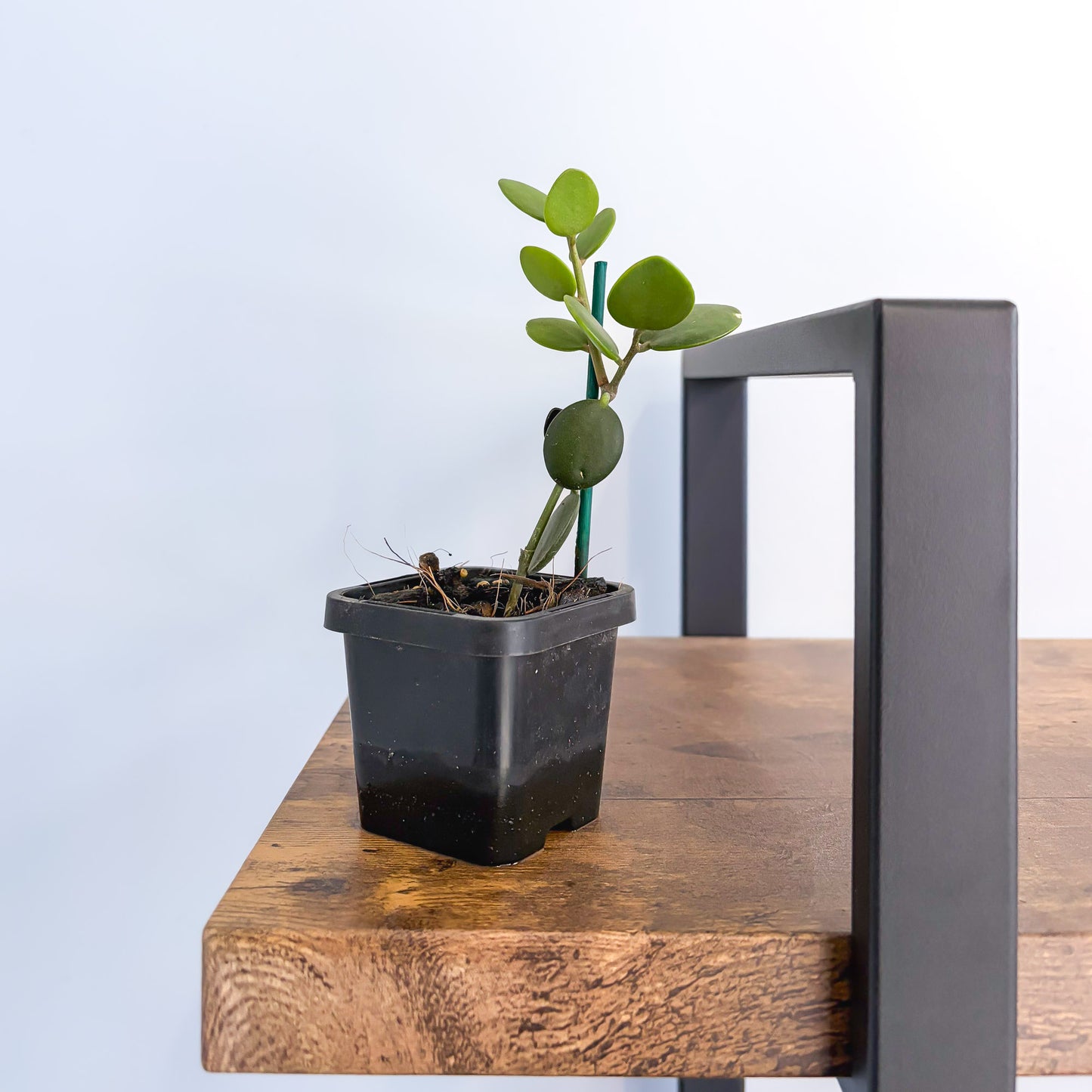 Xerosicyos Danguyi Silver Dollar Vine product photo 4