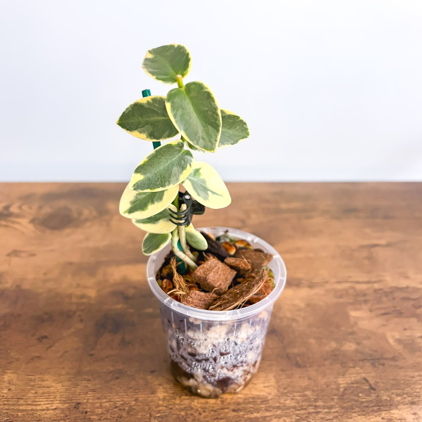 Hoya Cumingiana Albomarginata product photo 3