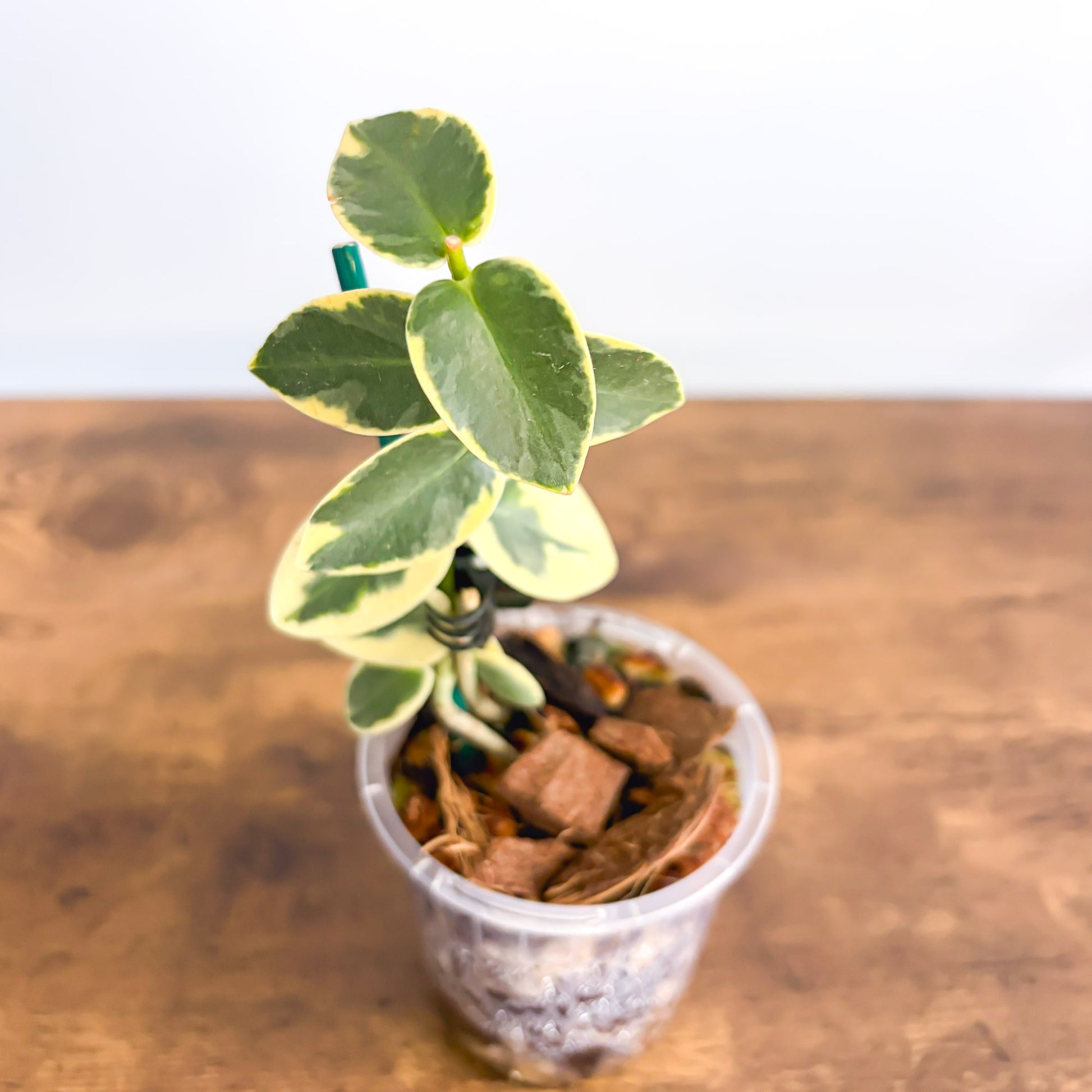 Hoya Cumingiana Albomarginata product photo 4