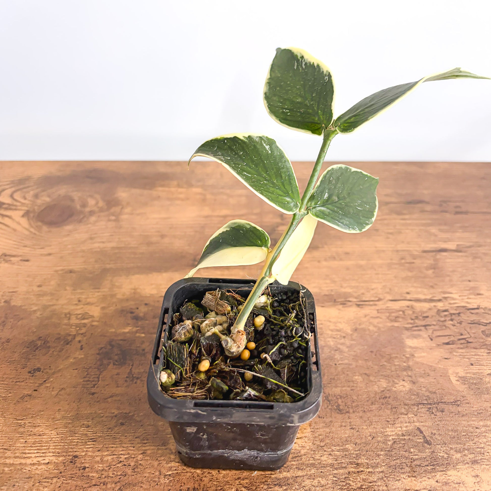 Hoya Polyneura Albomarginata product photo 2