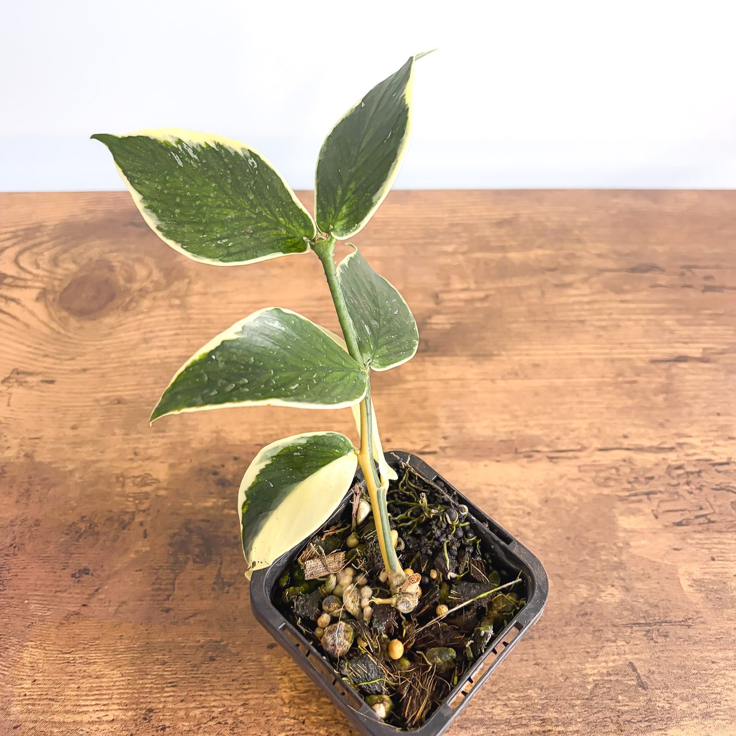 Hoya Polyneura Albomarginata product photo 3