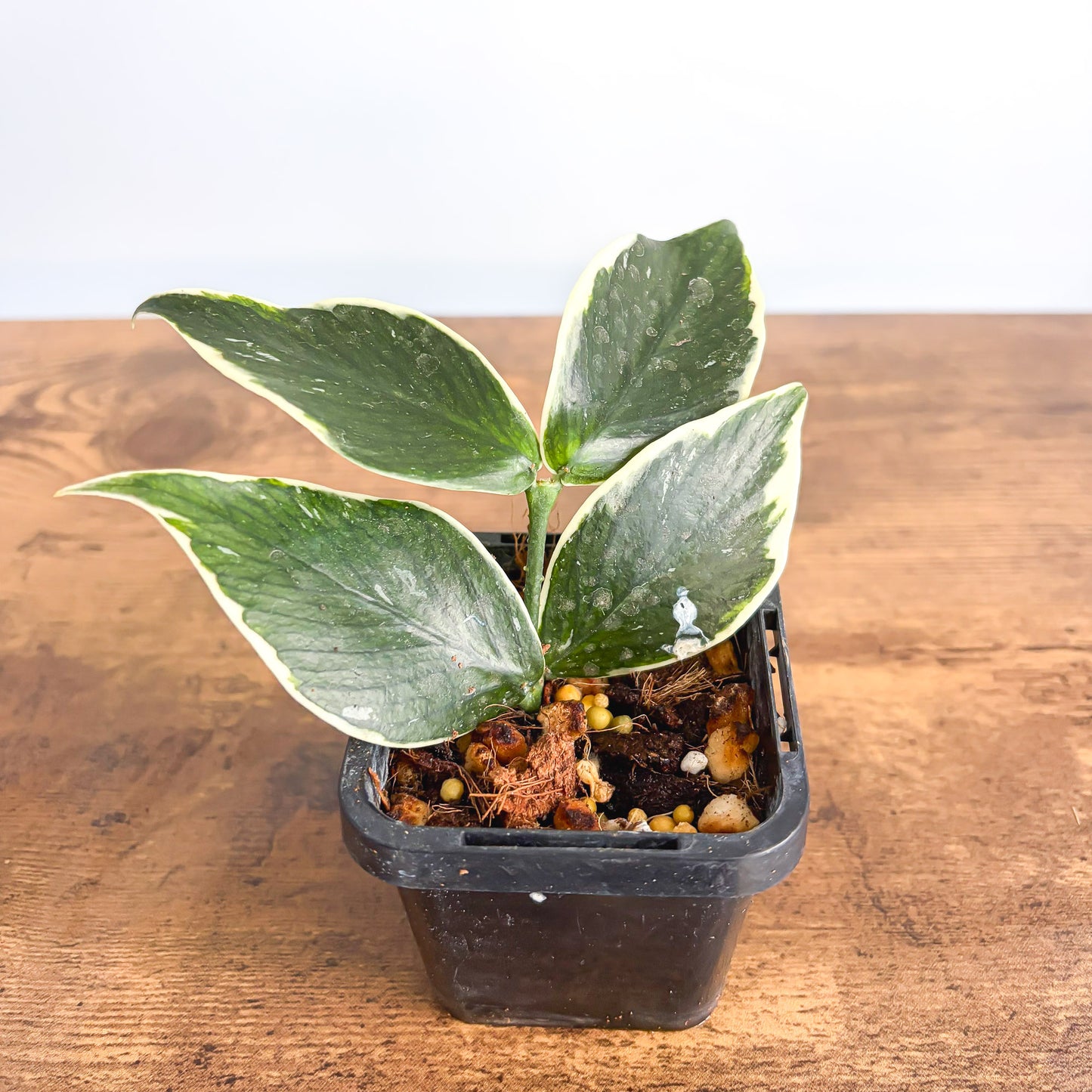 Hoya Polyneura Albomarginata product photo 5