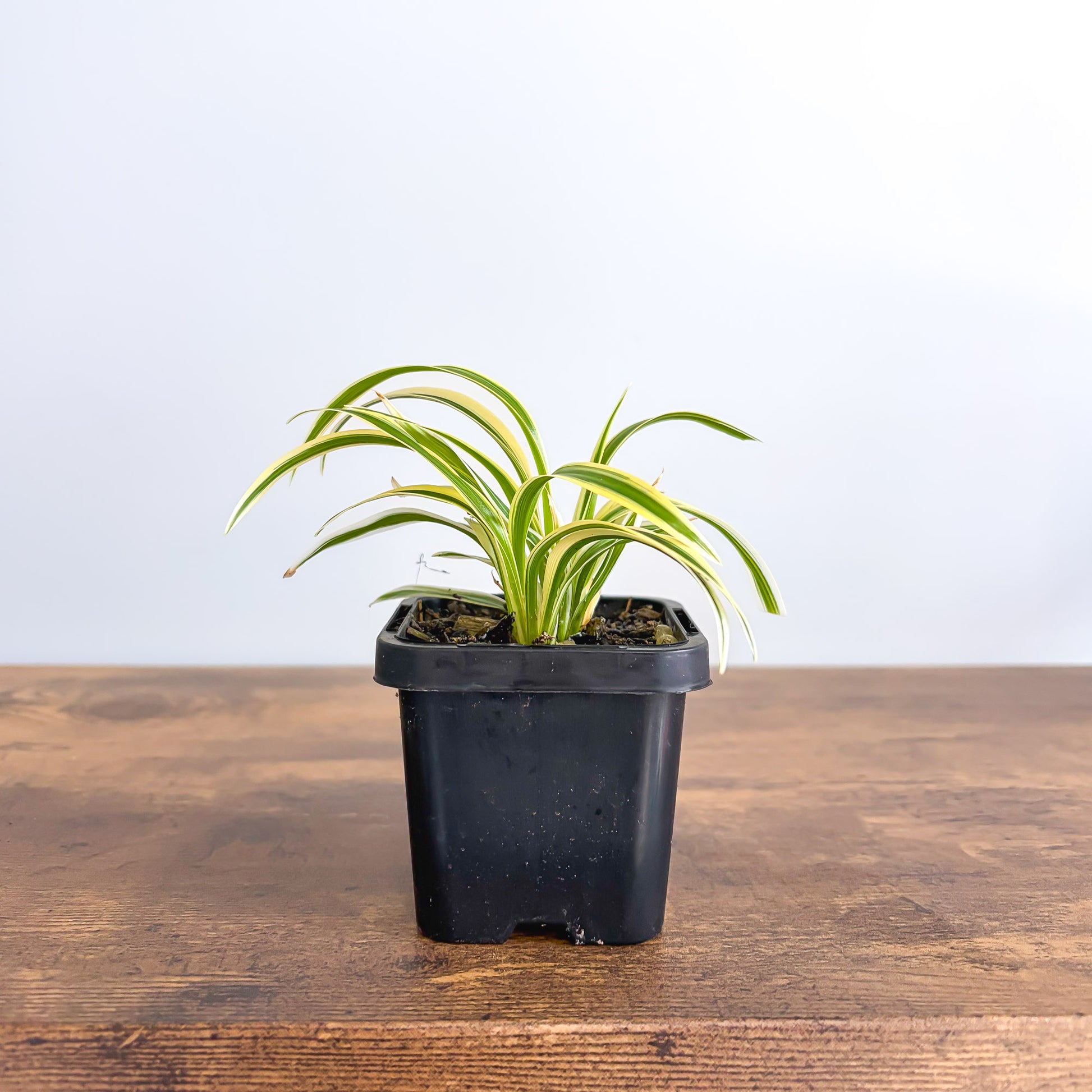 Chlorophytum Laxum product photo 1