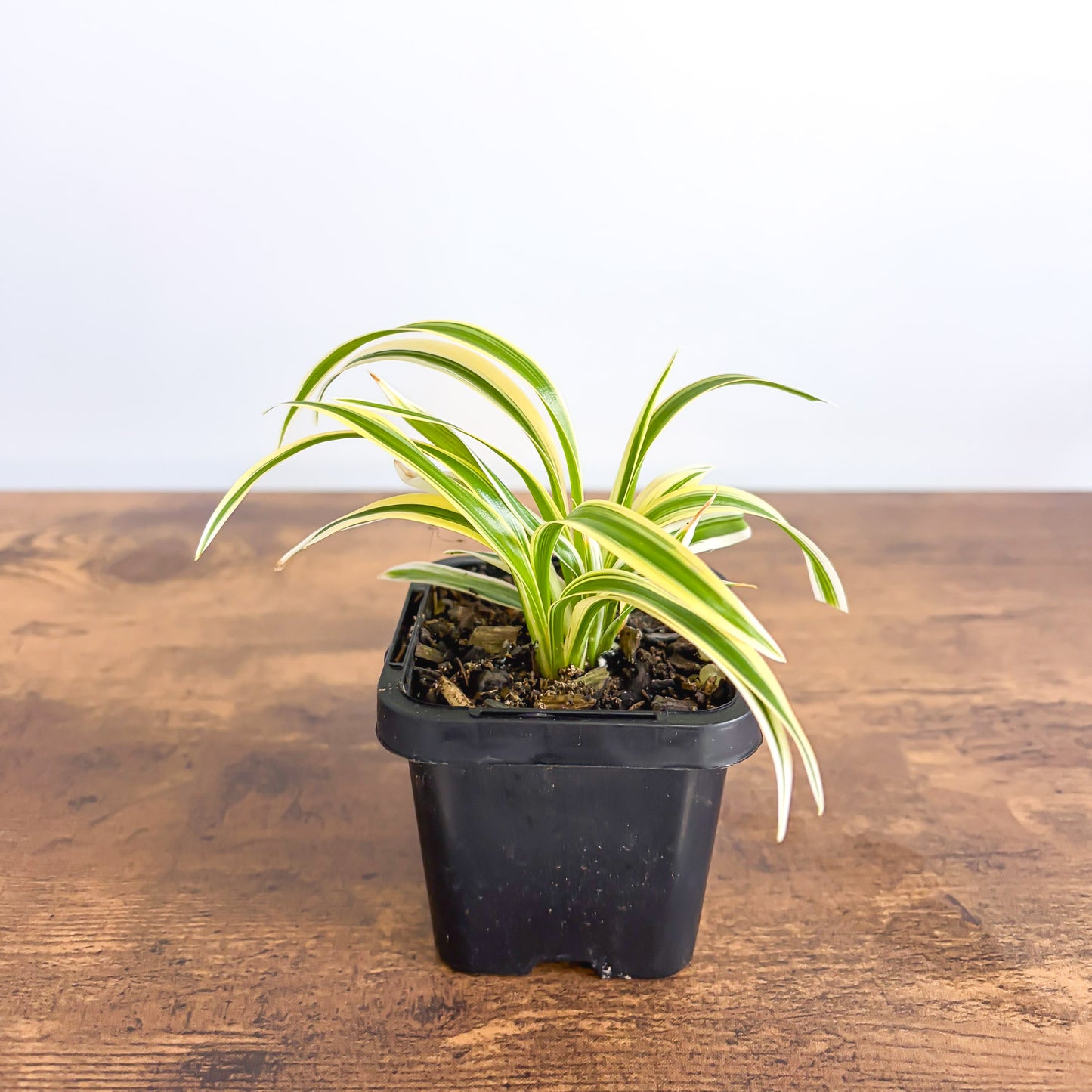 Chlorophytum Laxum product photo 2