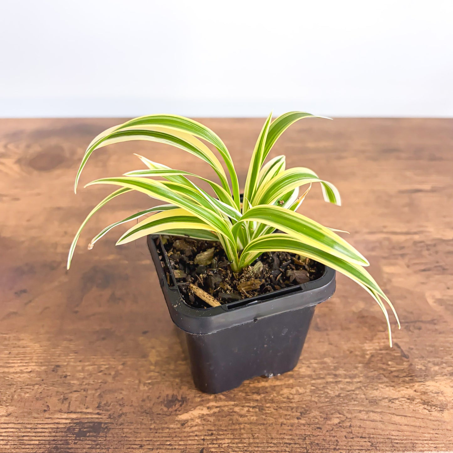 Chlorophytum Laxum product photo 3