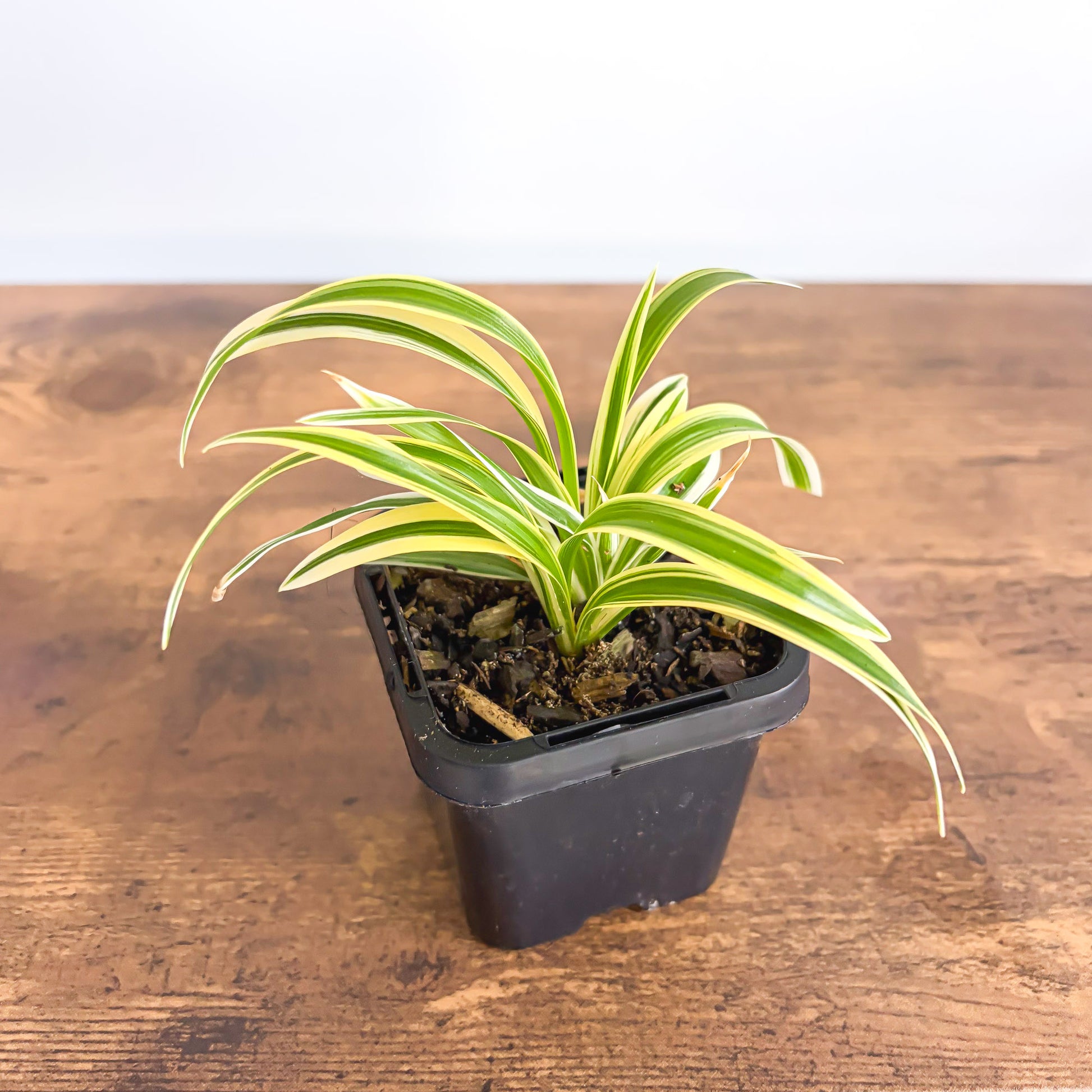 Chlorophytum Laxum product photo 3