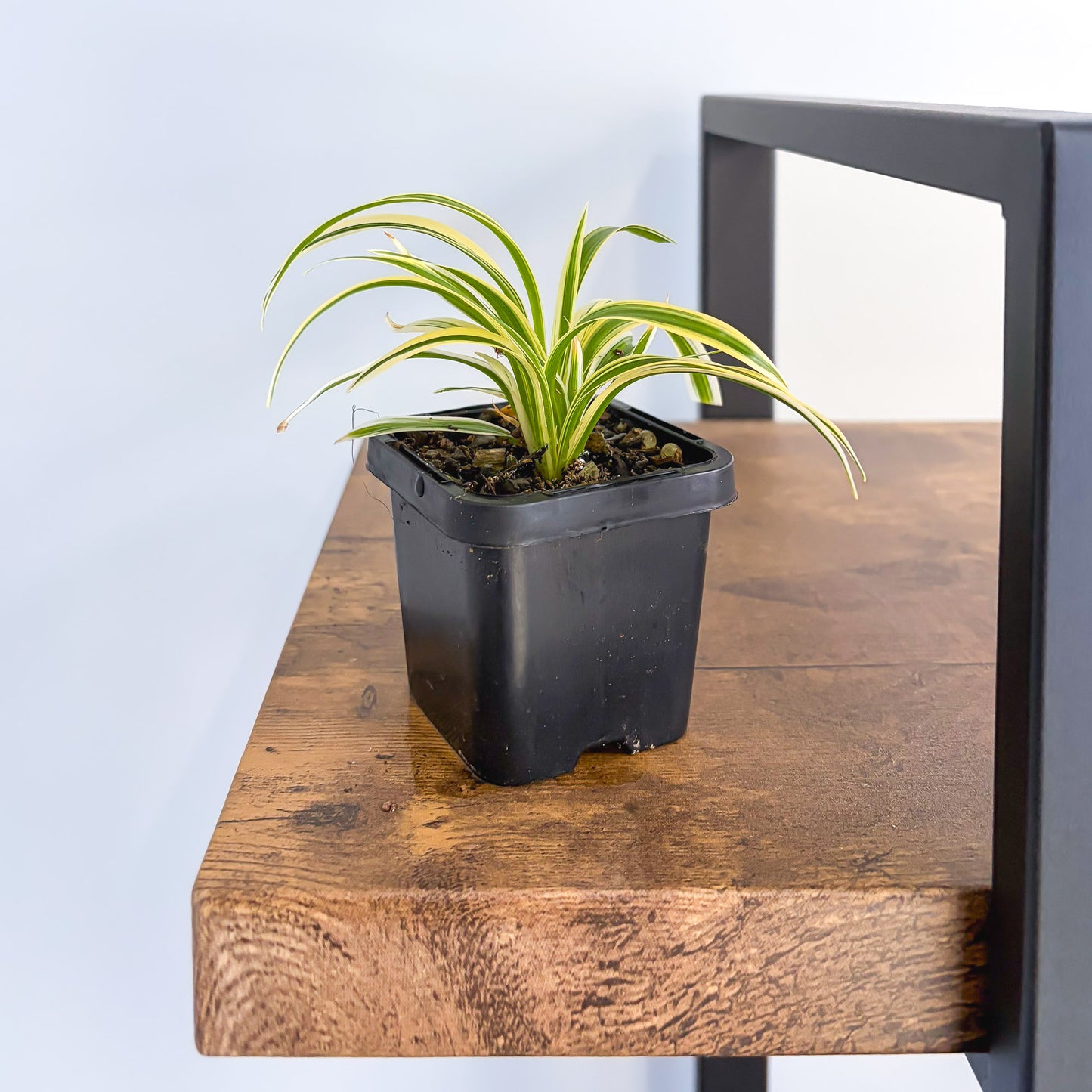 Chlorophytum Laxum product photo 4