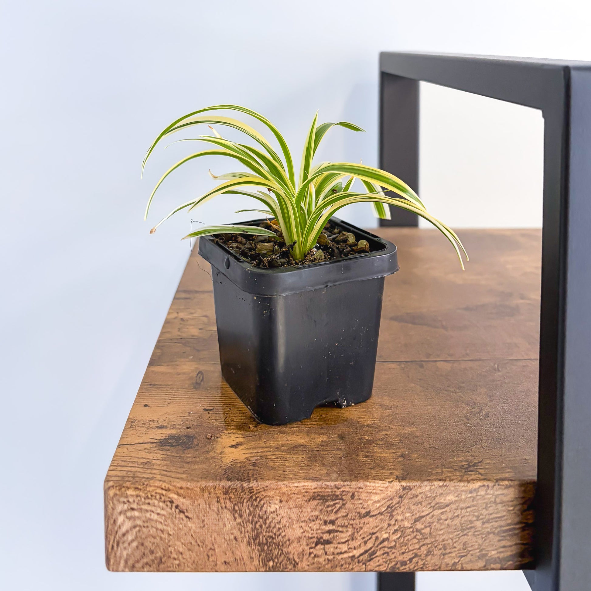 Chlorophytum Laxum product photo 4