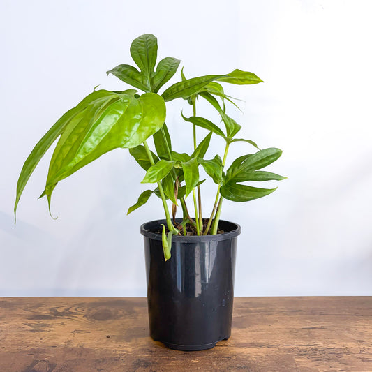 Amydrium Medium | The Plant Boys