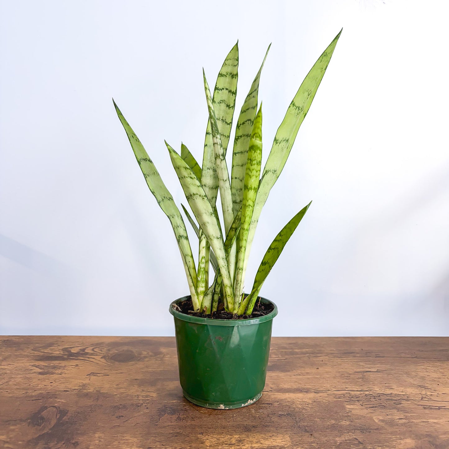 Sansevieria Silver Princess (hero)
