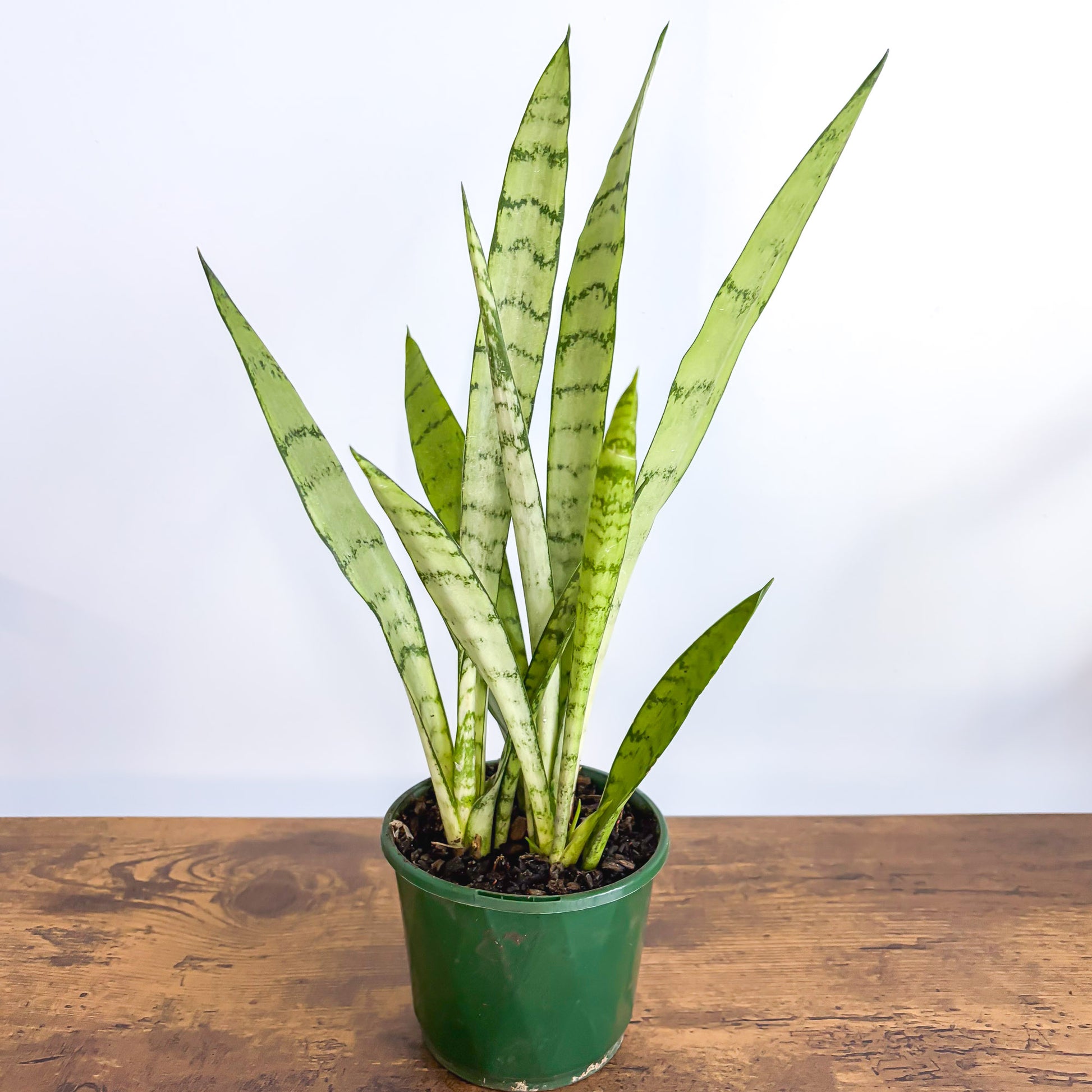 Sansevieria Silver Princess (full_item)
