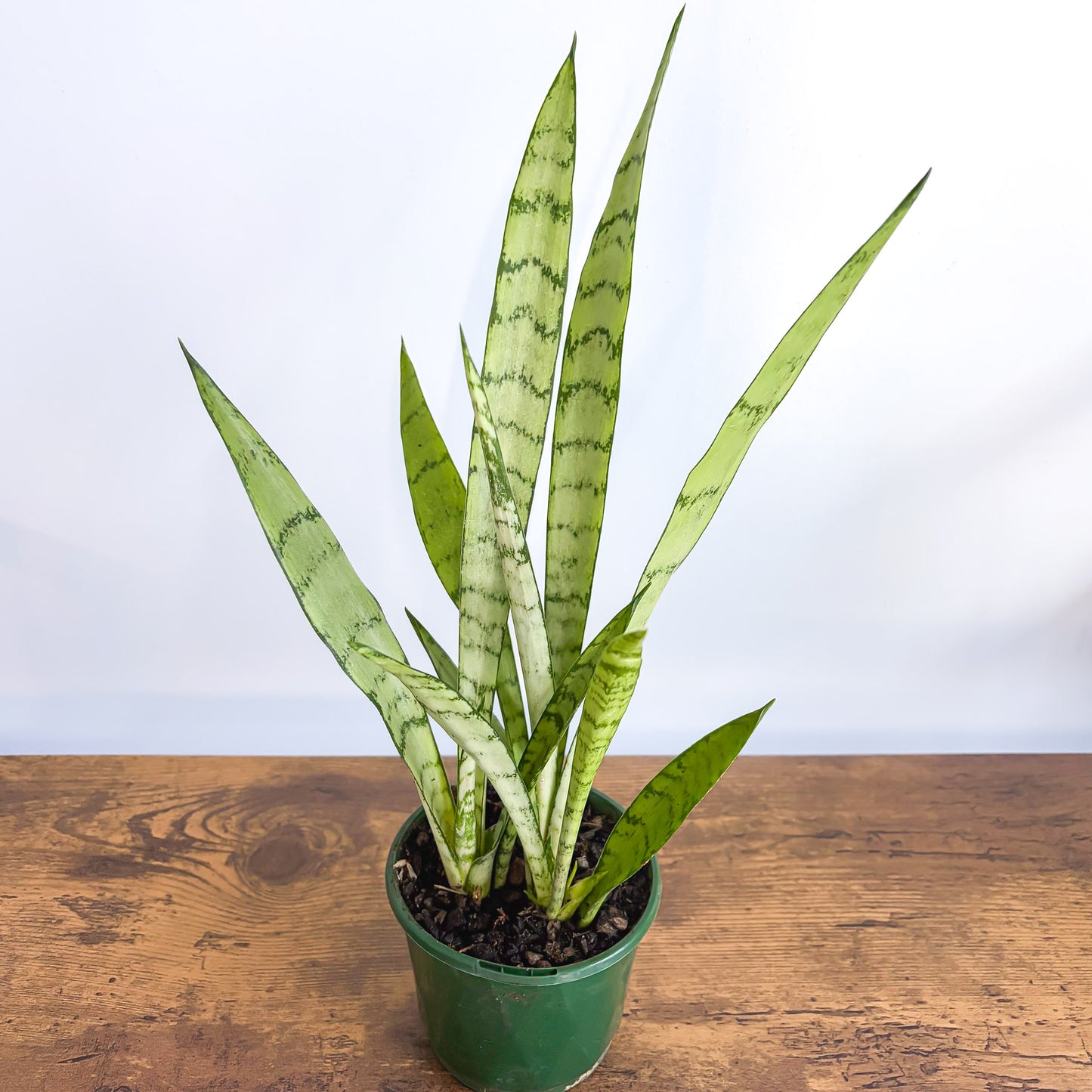 Sansevieria Silver Princess (closeup)