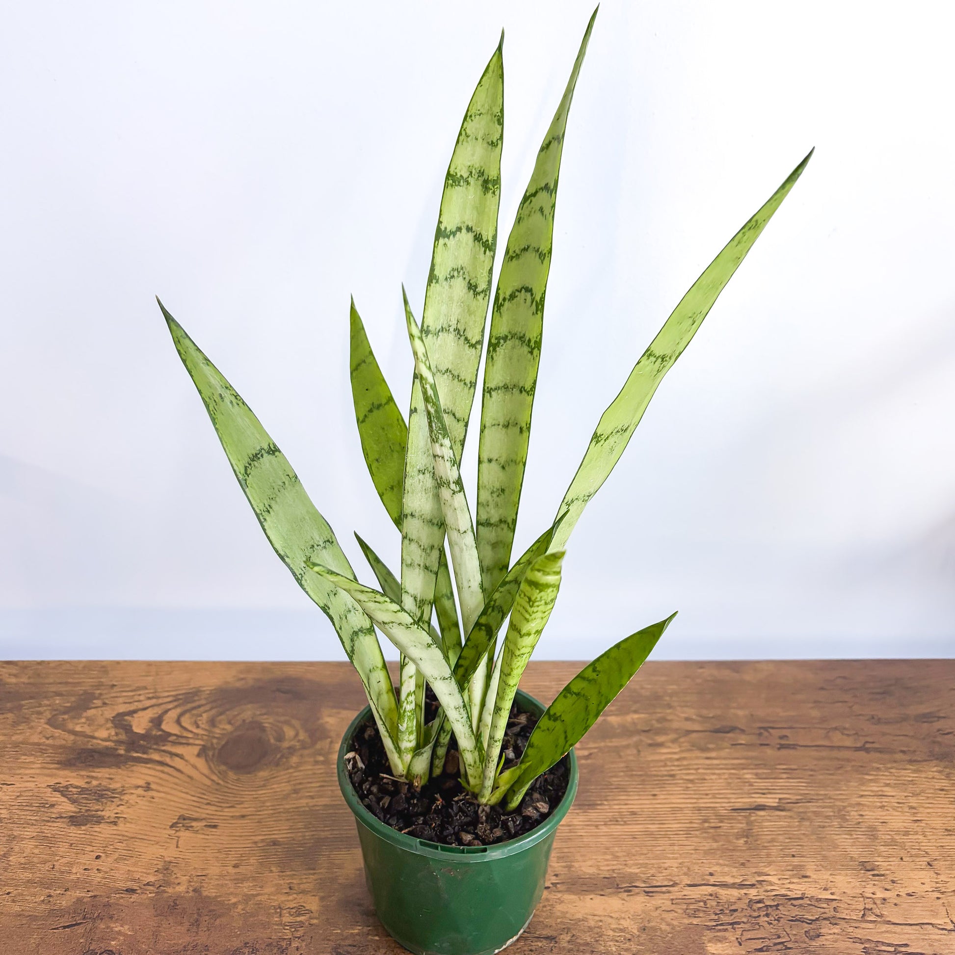 Sansevieria Silver Princess (closeup)