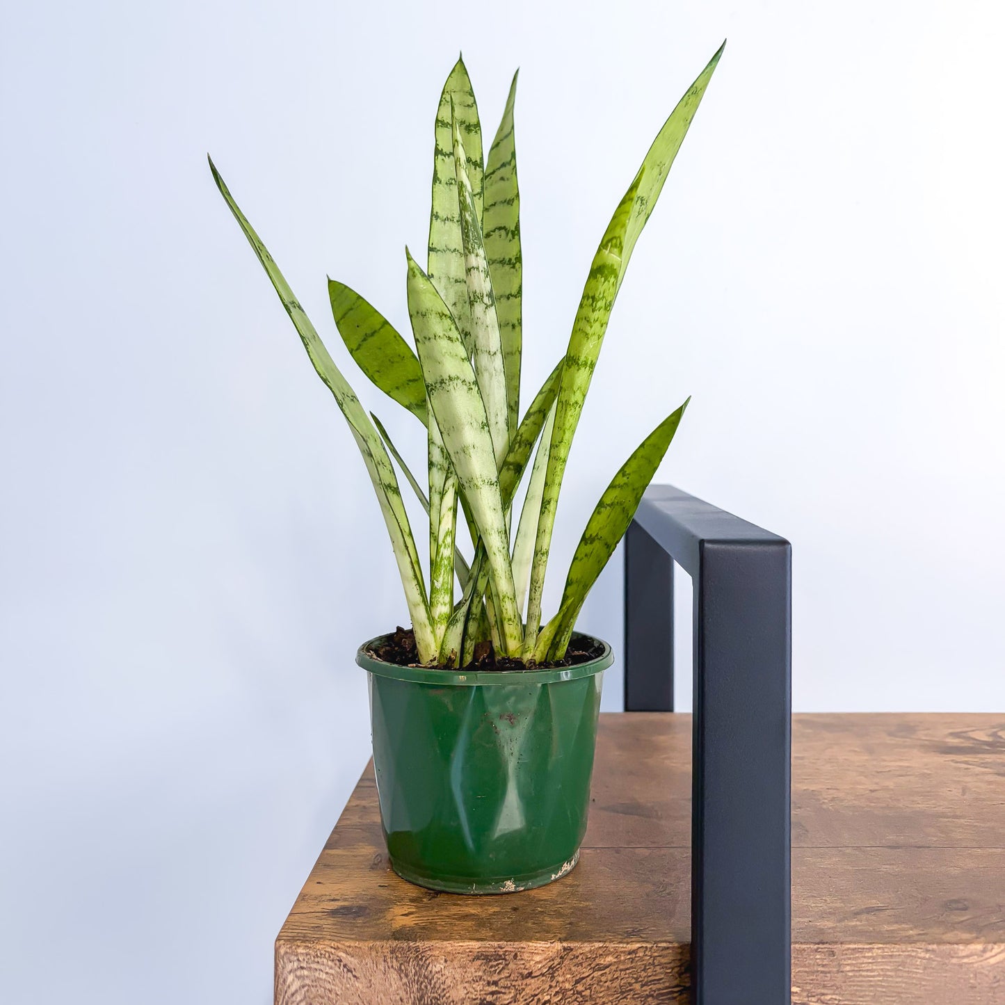 Sansevieria Silver Princess (other)