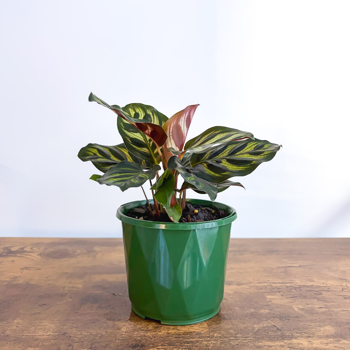 Calathea Makoyana | The Plant Boys