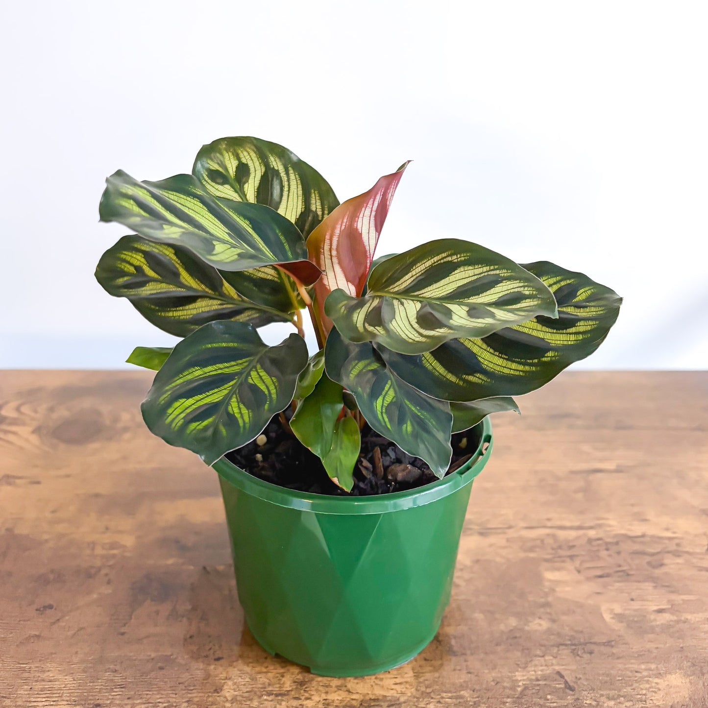 Calathea Makoyana | The Plant Boys
