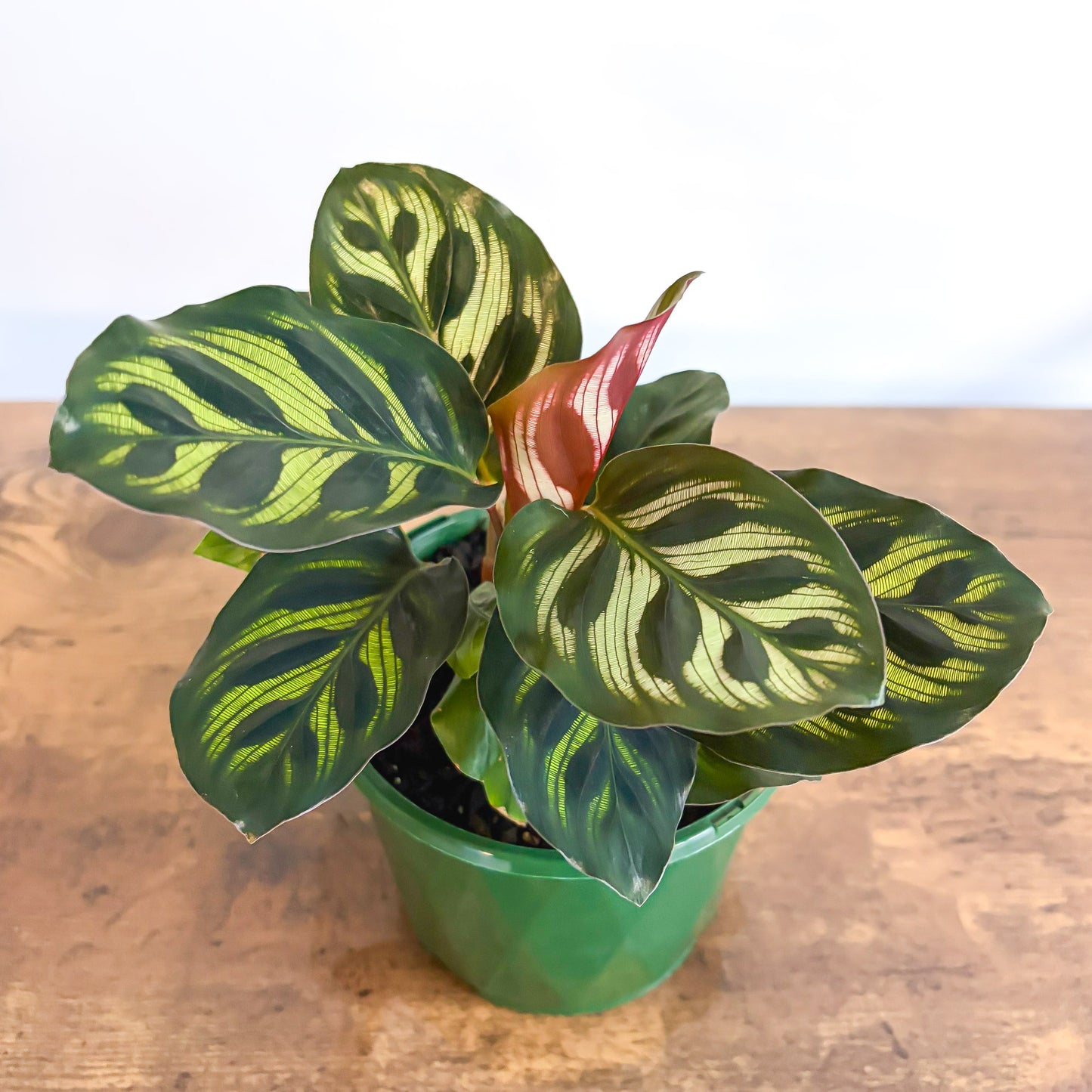 Calathea Makoyana | The Plant Boys
