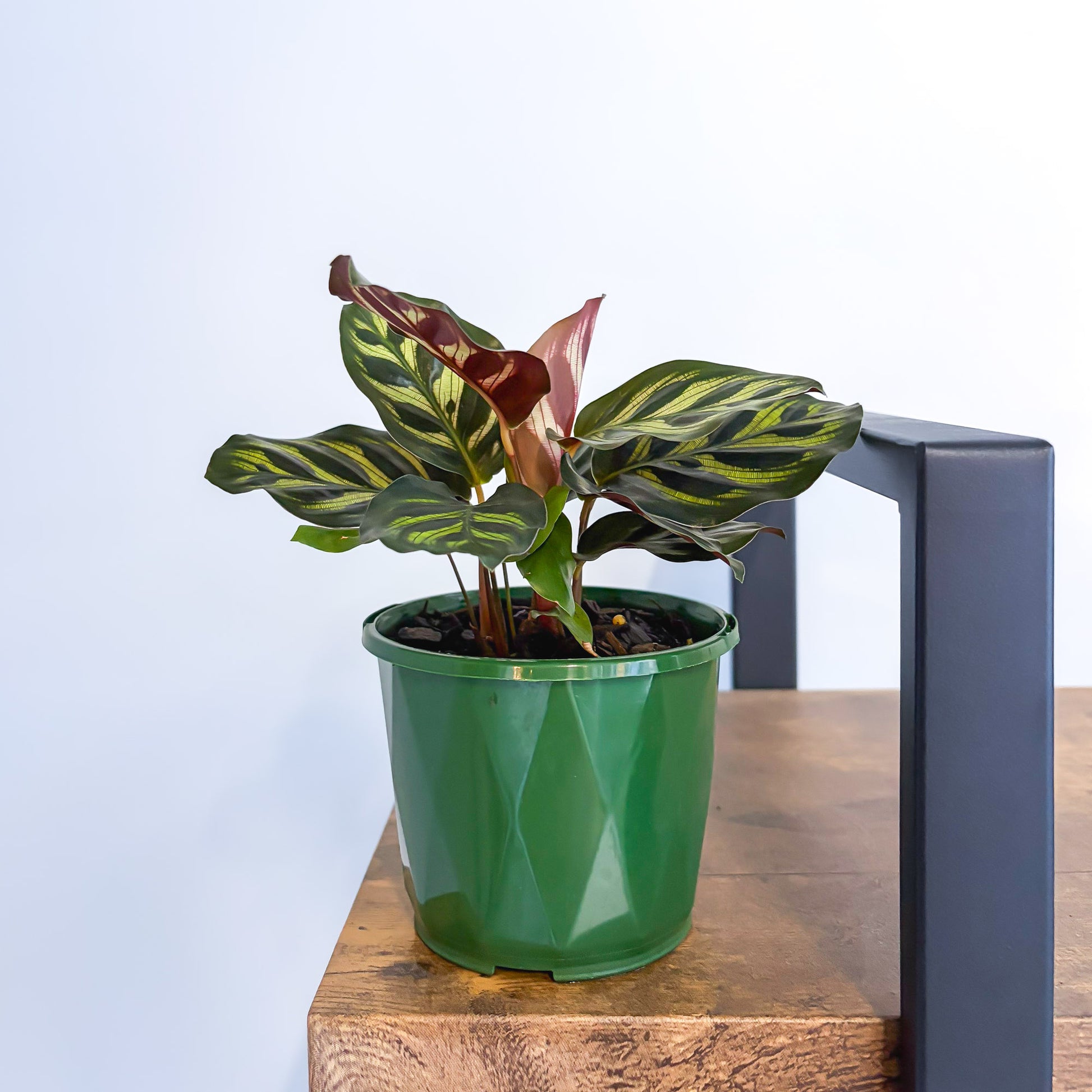 Calathea Makoyana | The Plant Boys