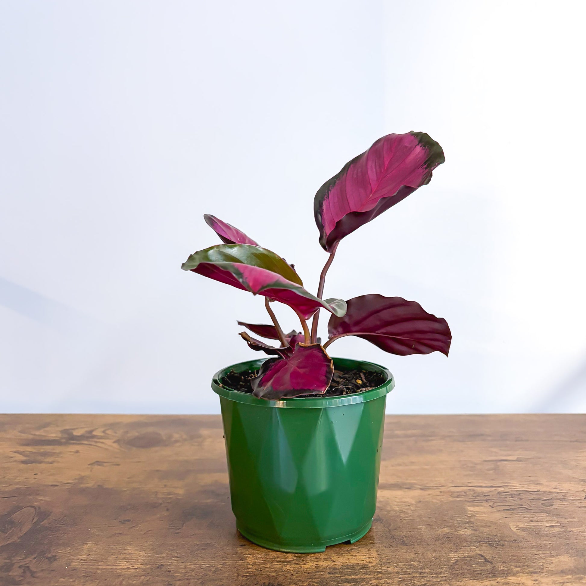 Calathea Rosey in 100mm Pot