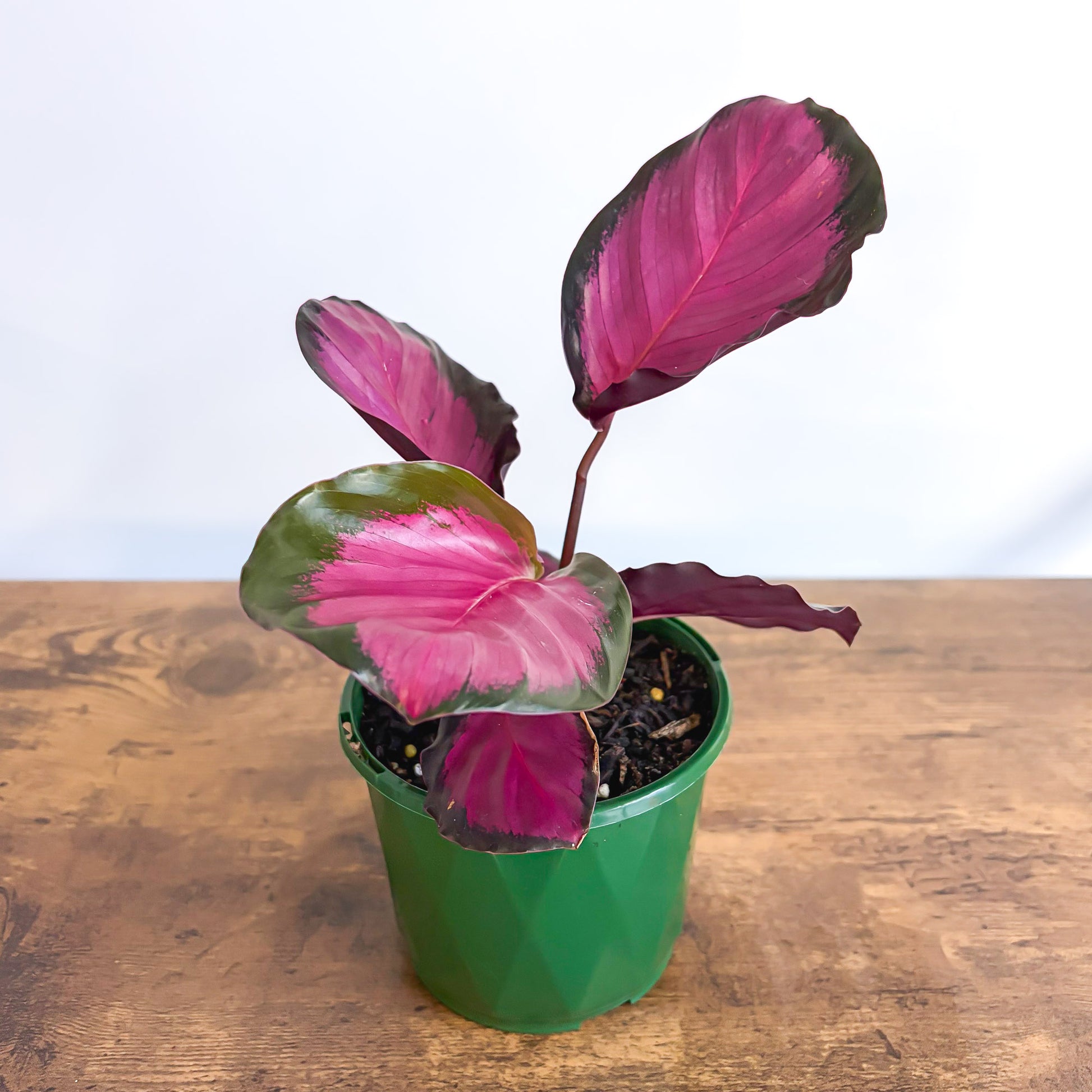 Calathea Rosey in 100mm Pot