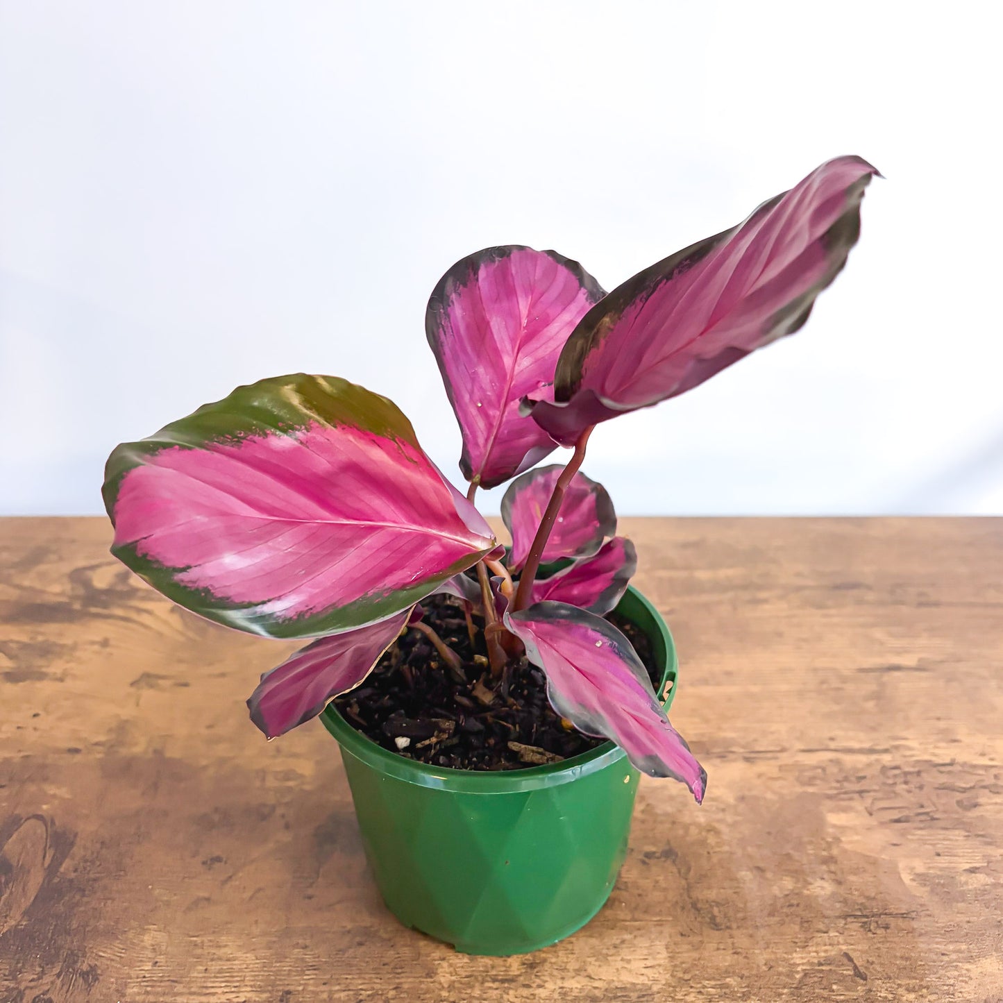 Calathea Rosey in 100mm Pot
